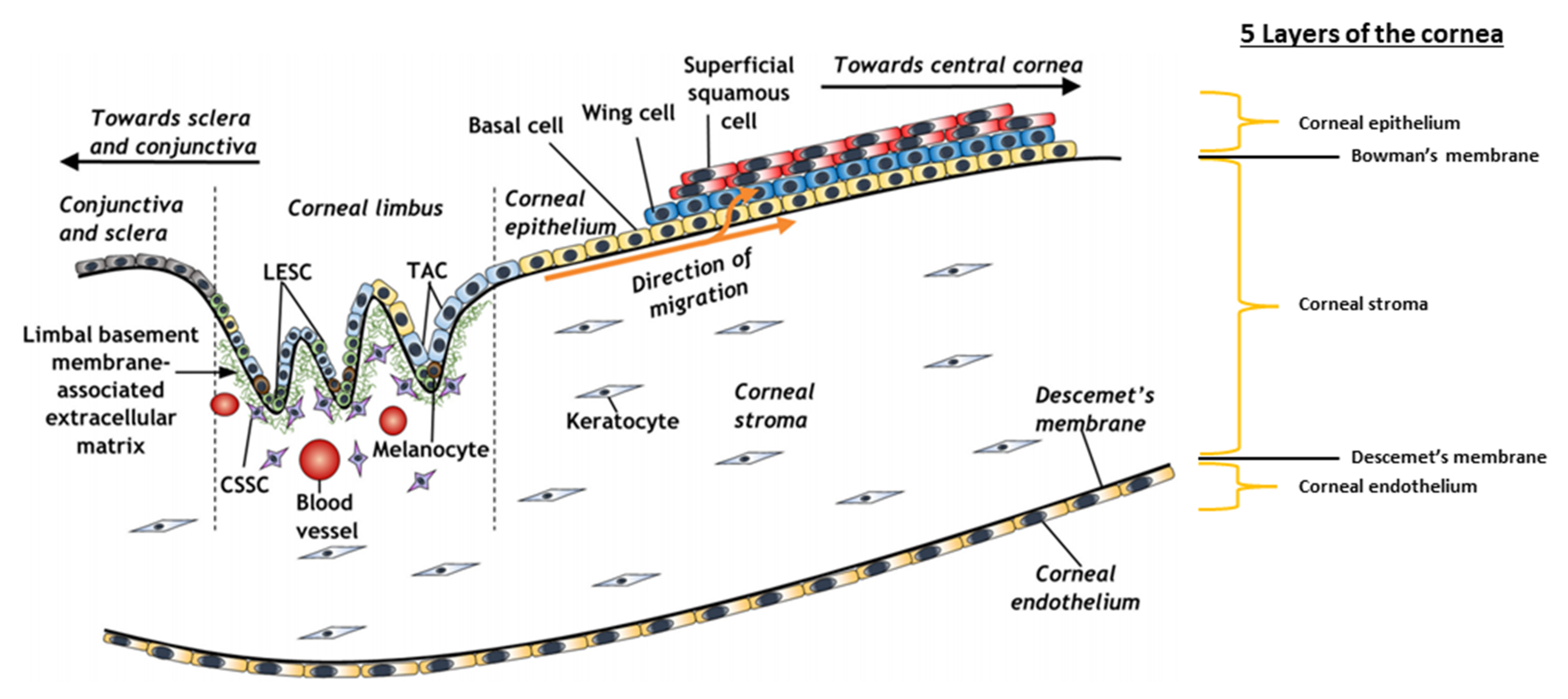 Bioengineering 08 00135 g003