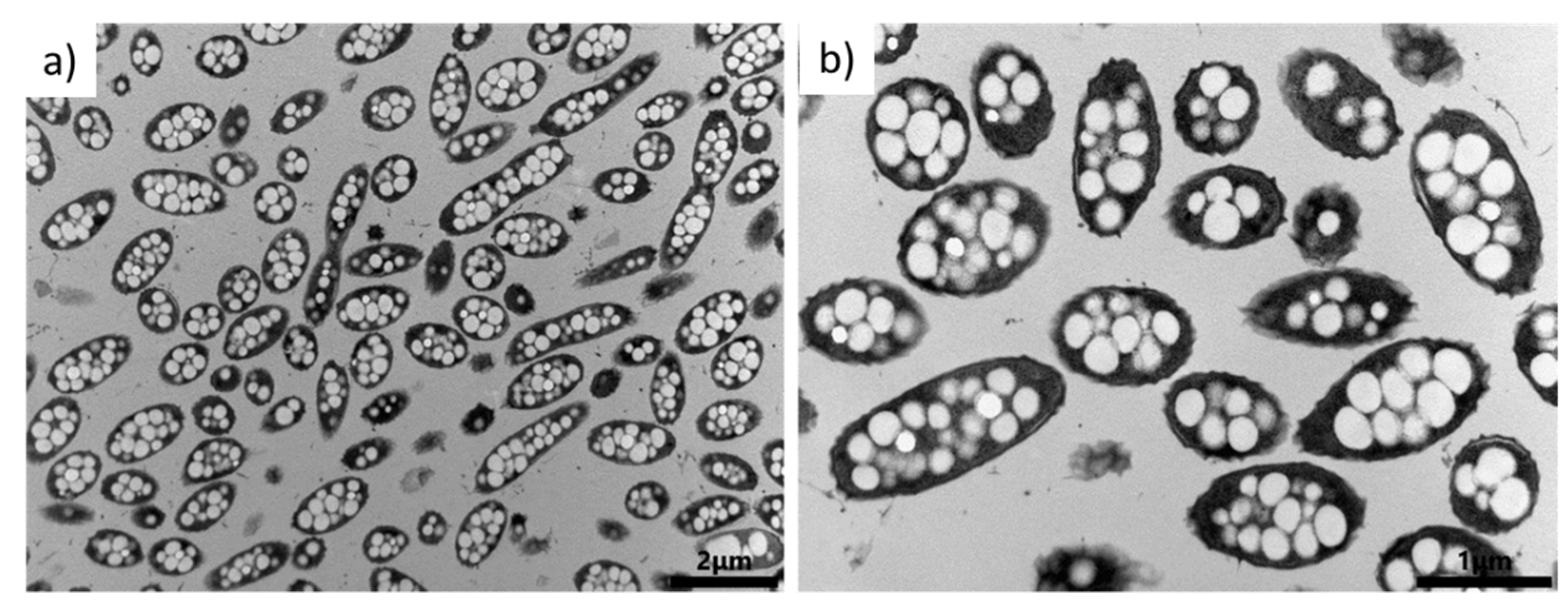 Bioengineering 08 00141 g003 550