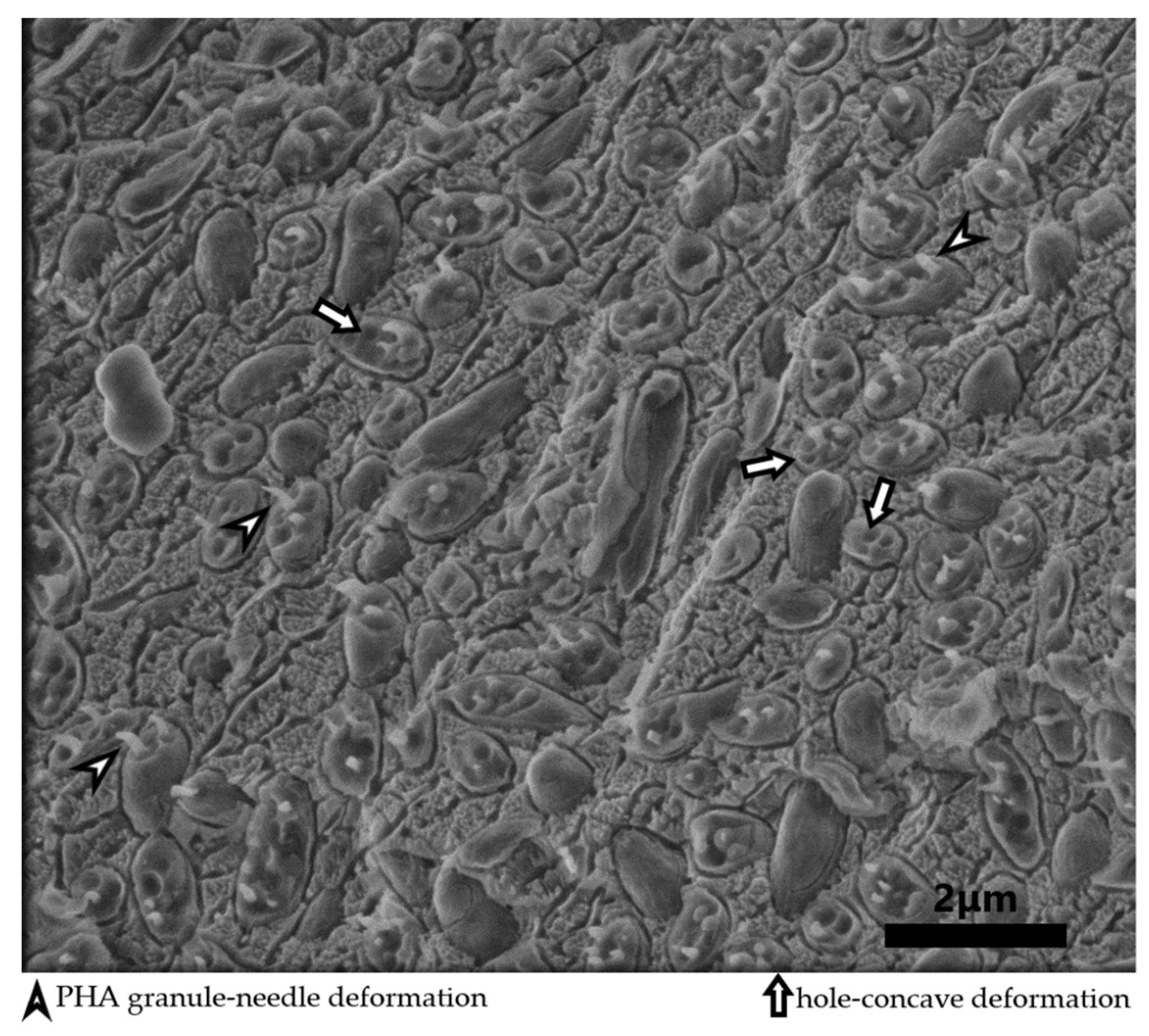 Bioengineering 08 00141 g004 550