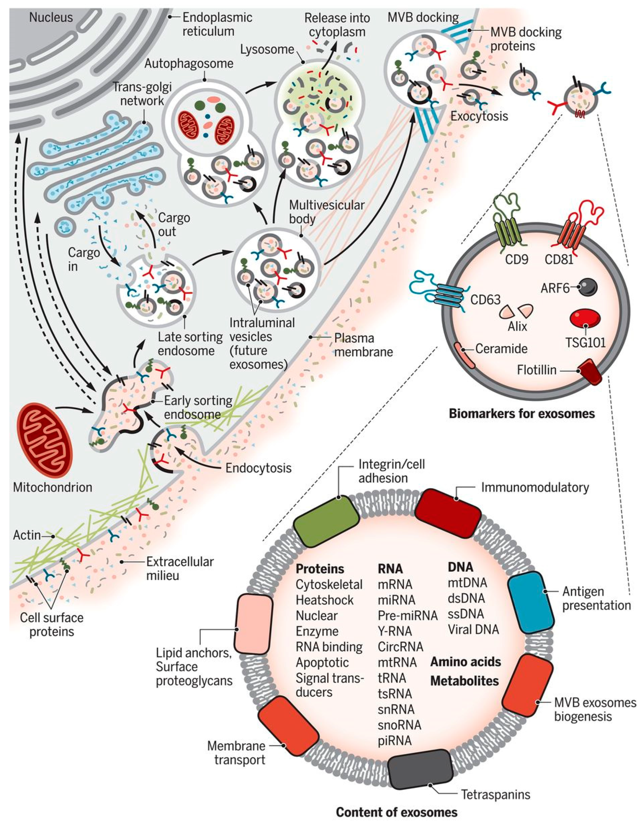 Bioengineering 08 00158 g001 Bioengineering 08 00158 g001
