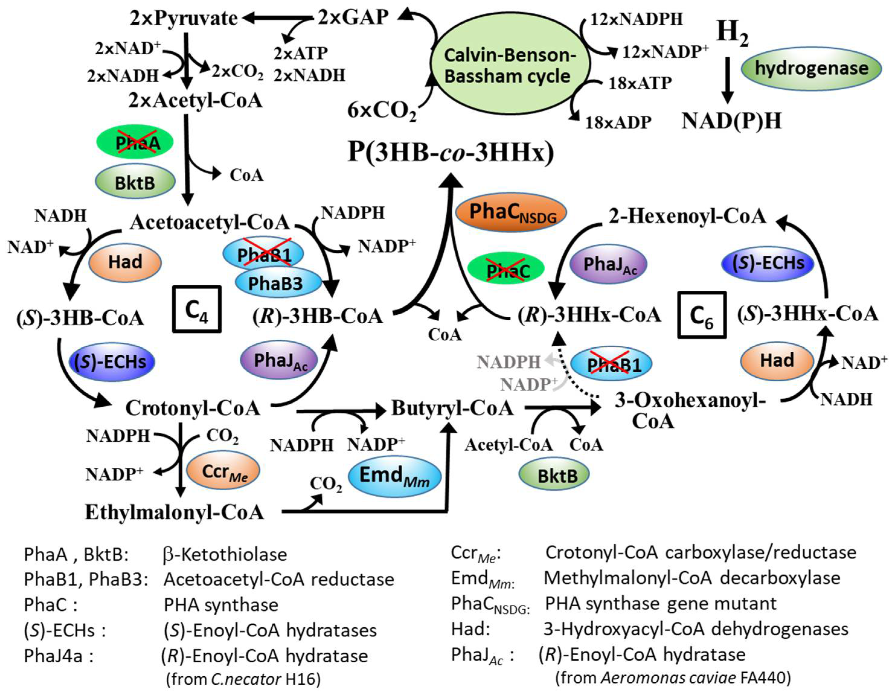 Bioengineering 08 00179 g003