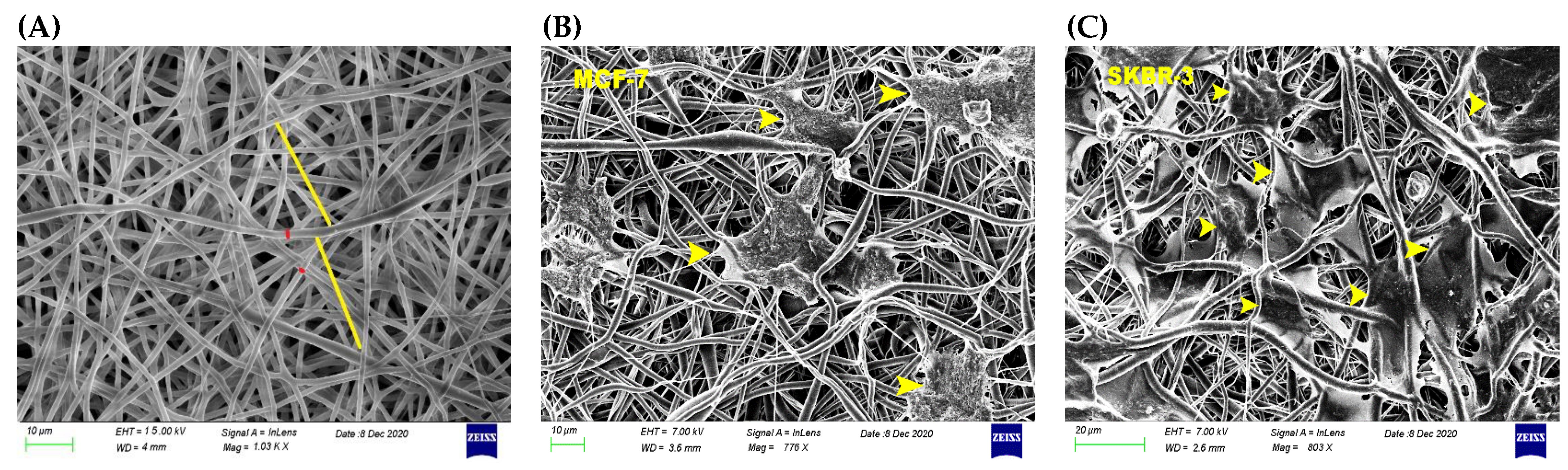 Bioengineering 08 00189 g002