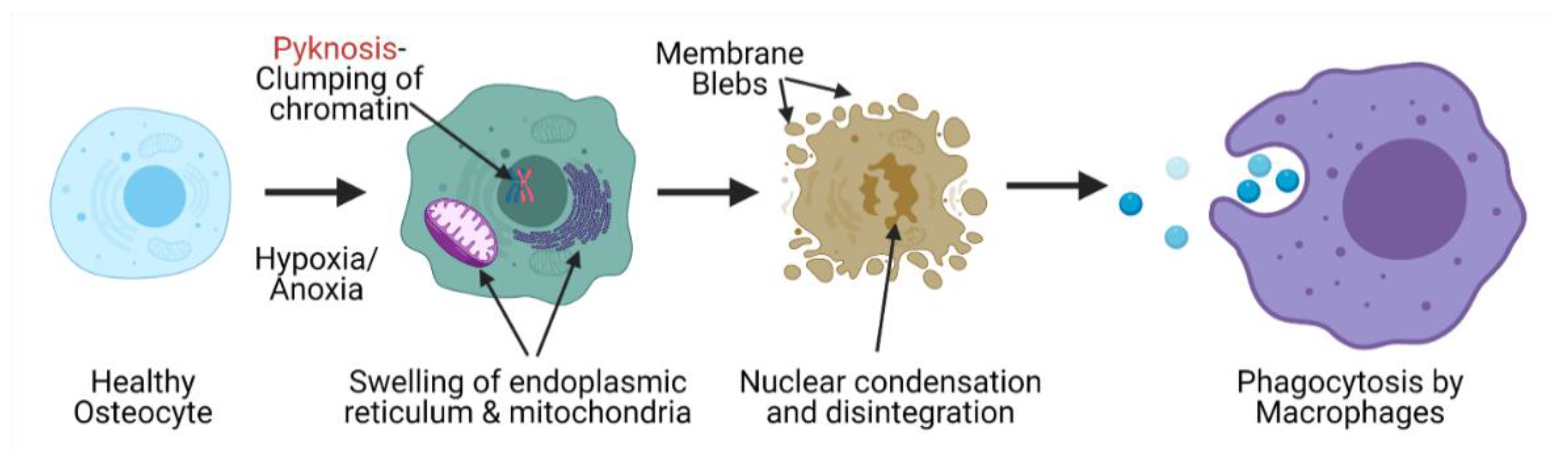 Bioengineering 08 00200 g002 Bioengineering 08 00200 g002