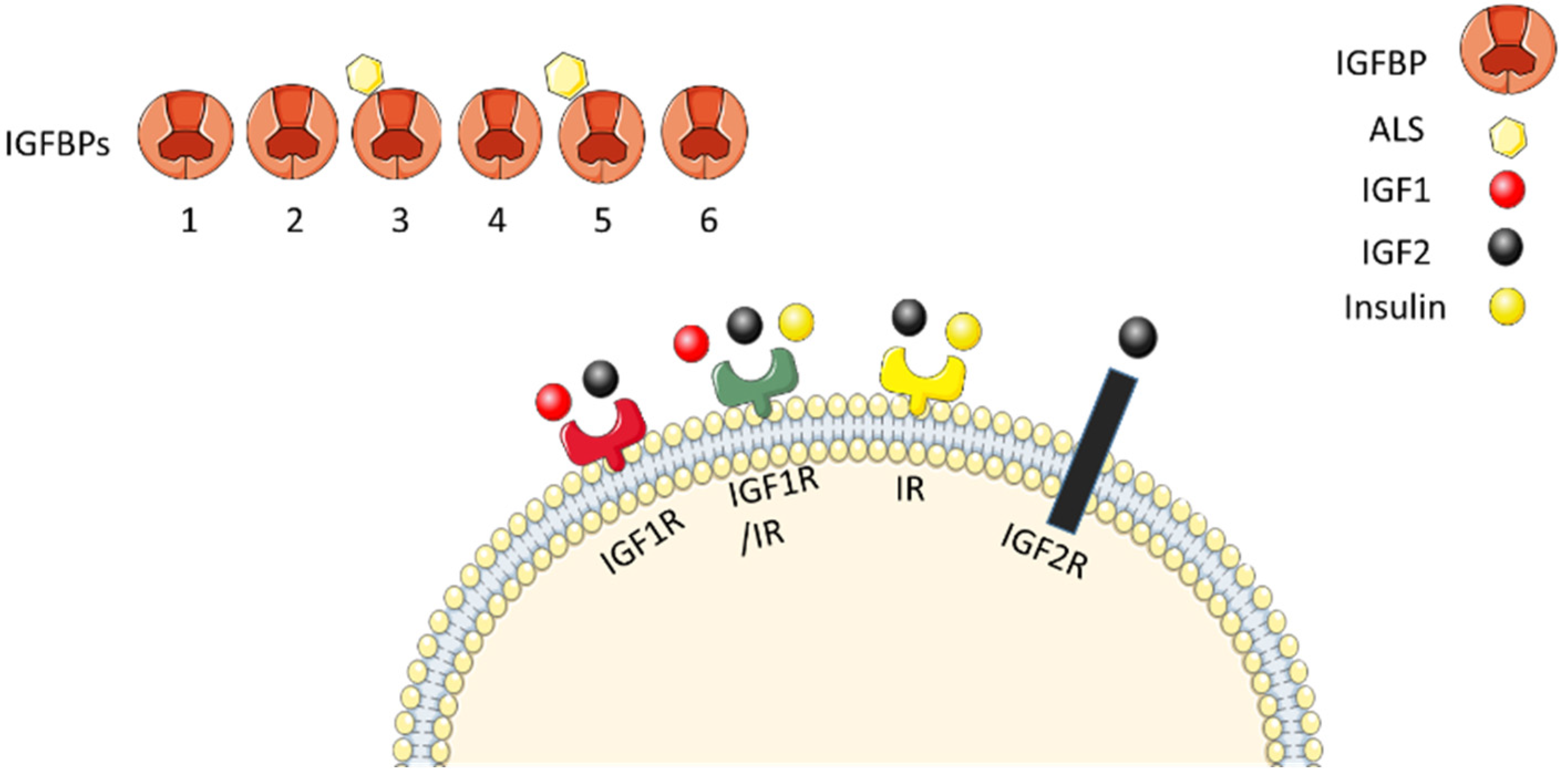 Bioengineering 08 00202 g001 550