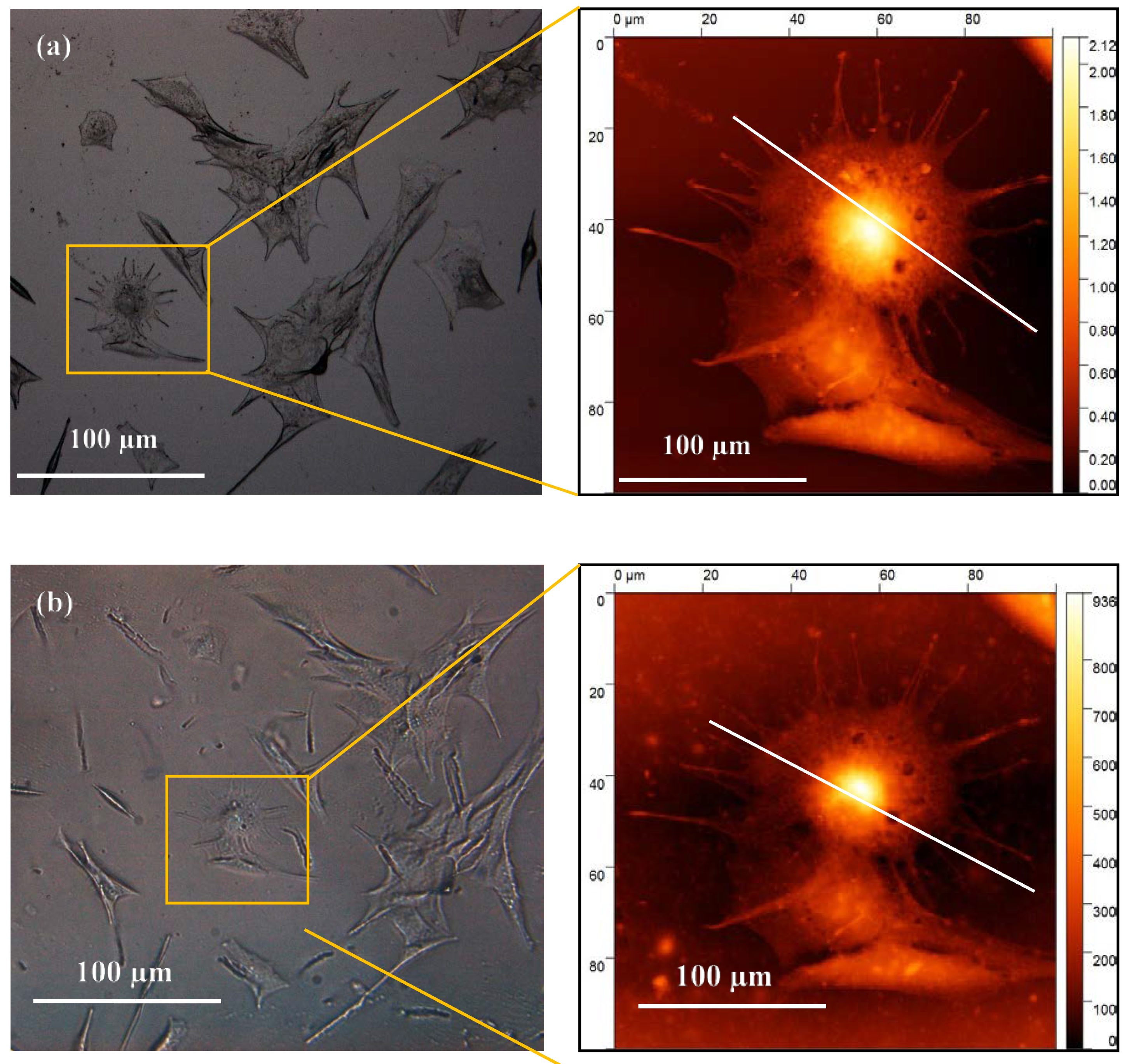 Bioengineering 08 00204 g004