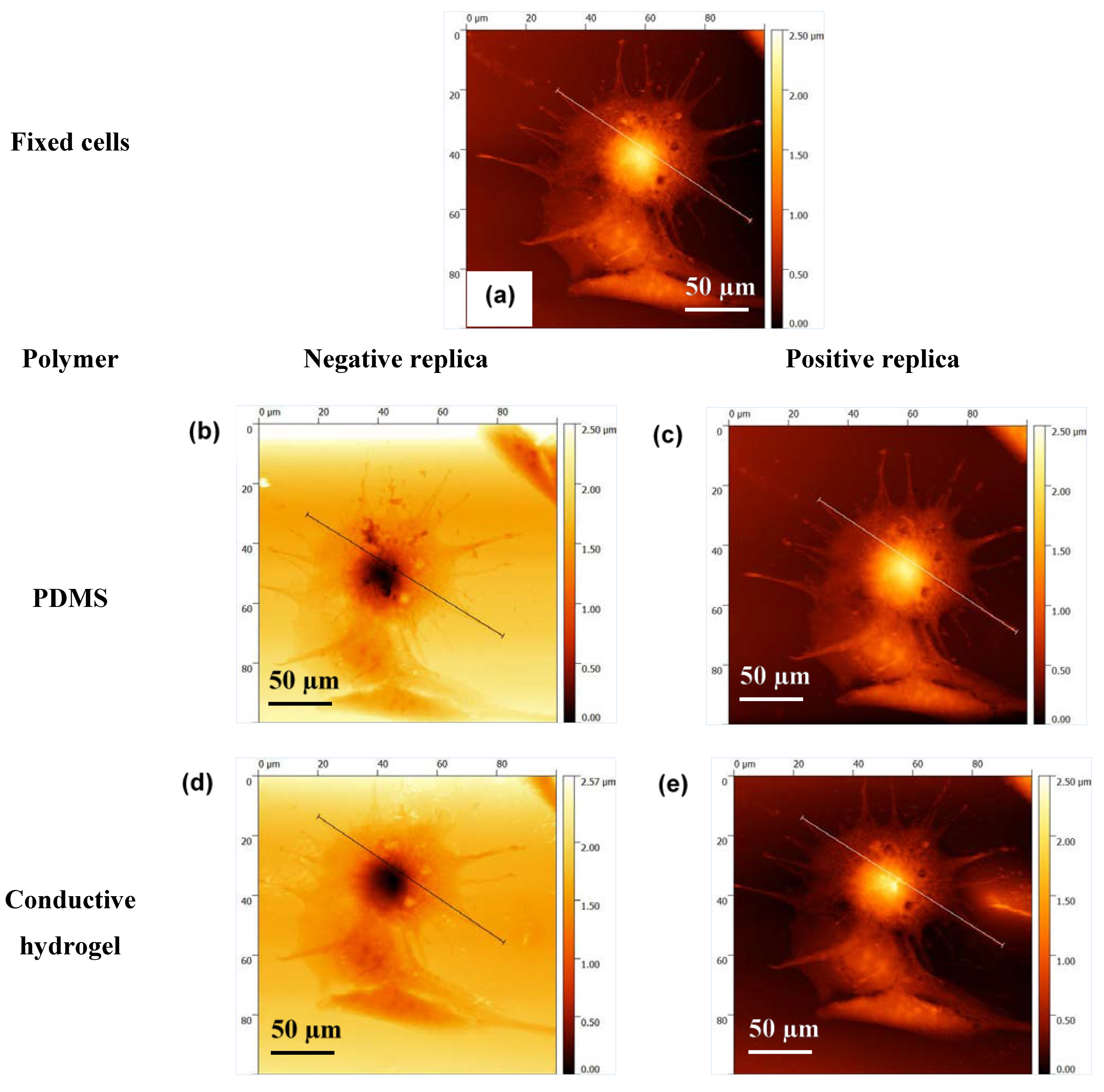 Bioengineering 08 00204 g007