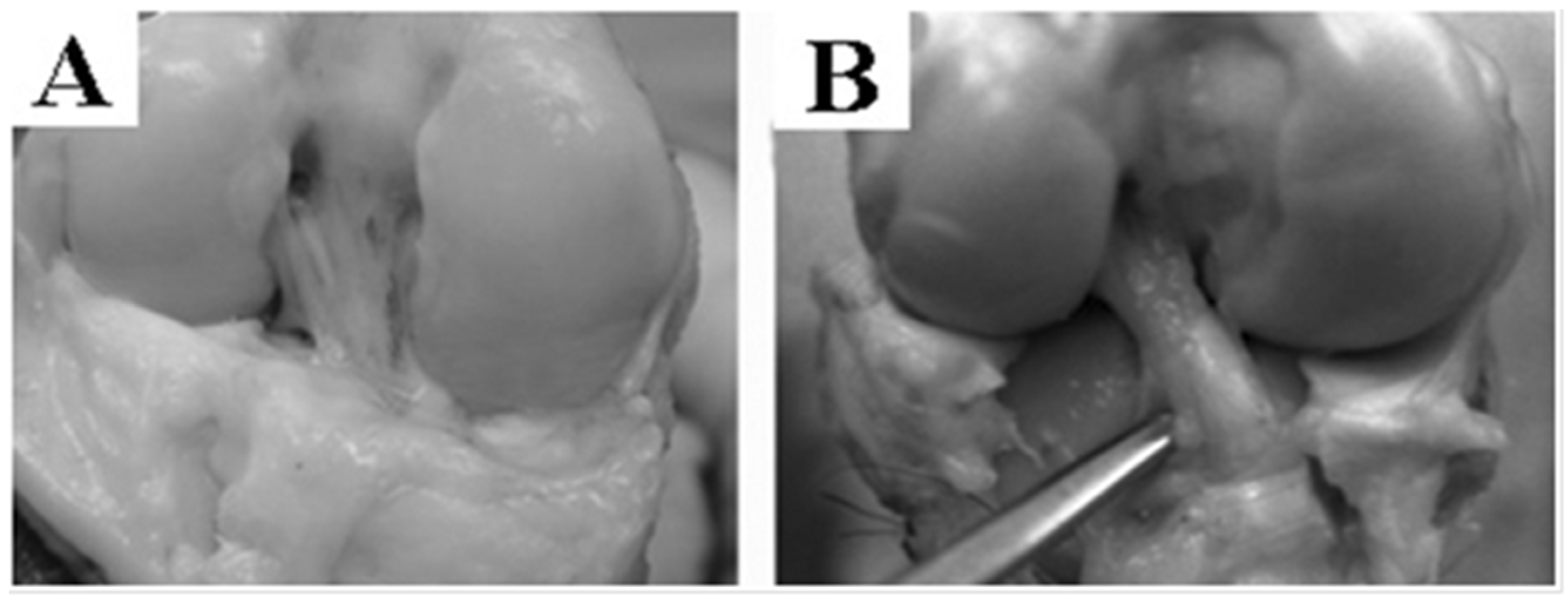 Bioengineering 08 00206 g003 550