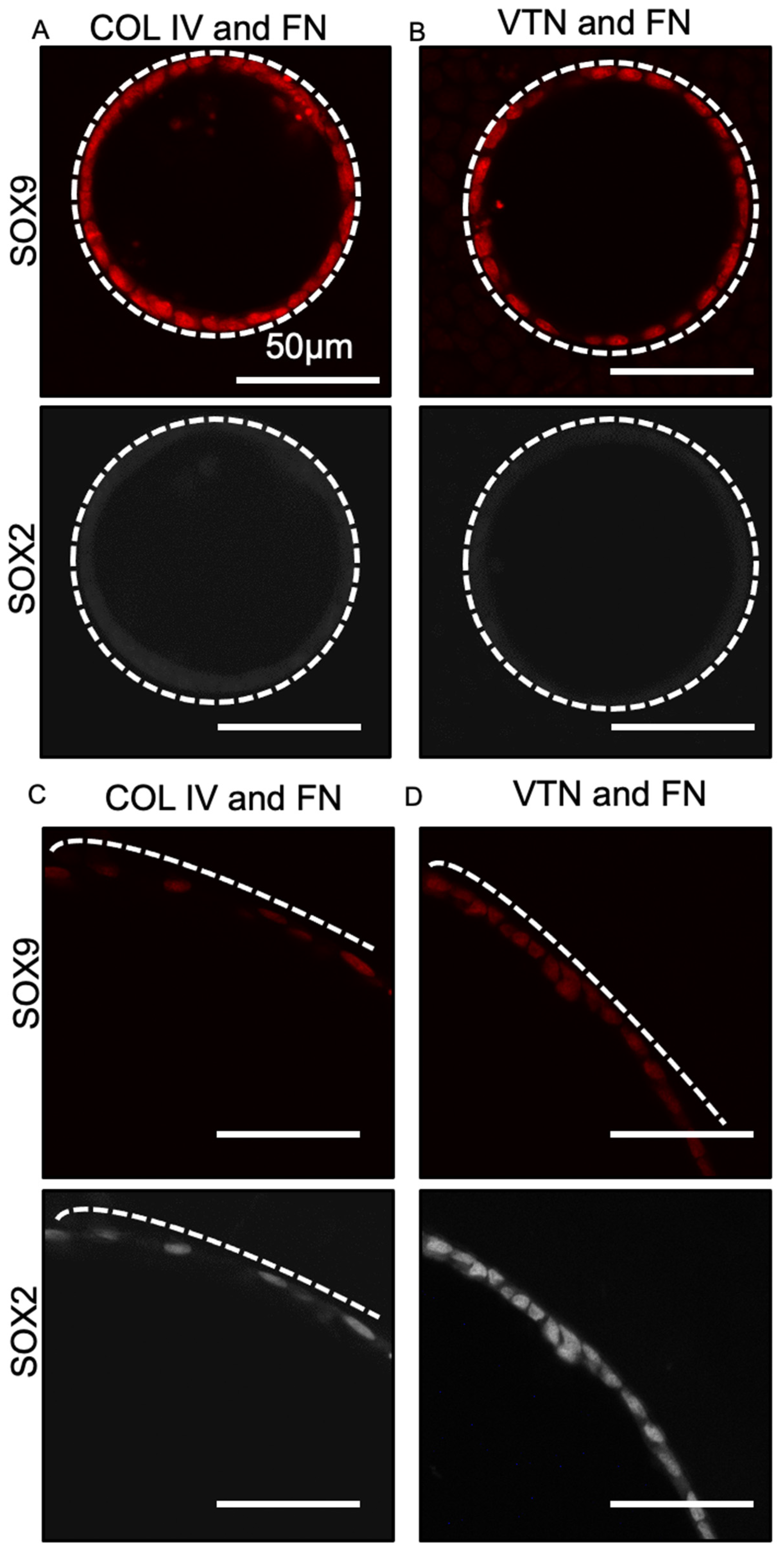 Bioengineering 08 00209 g003