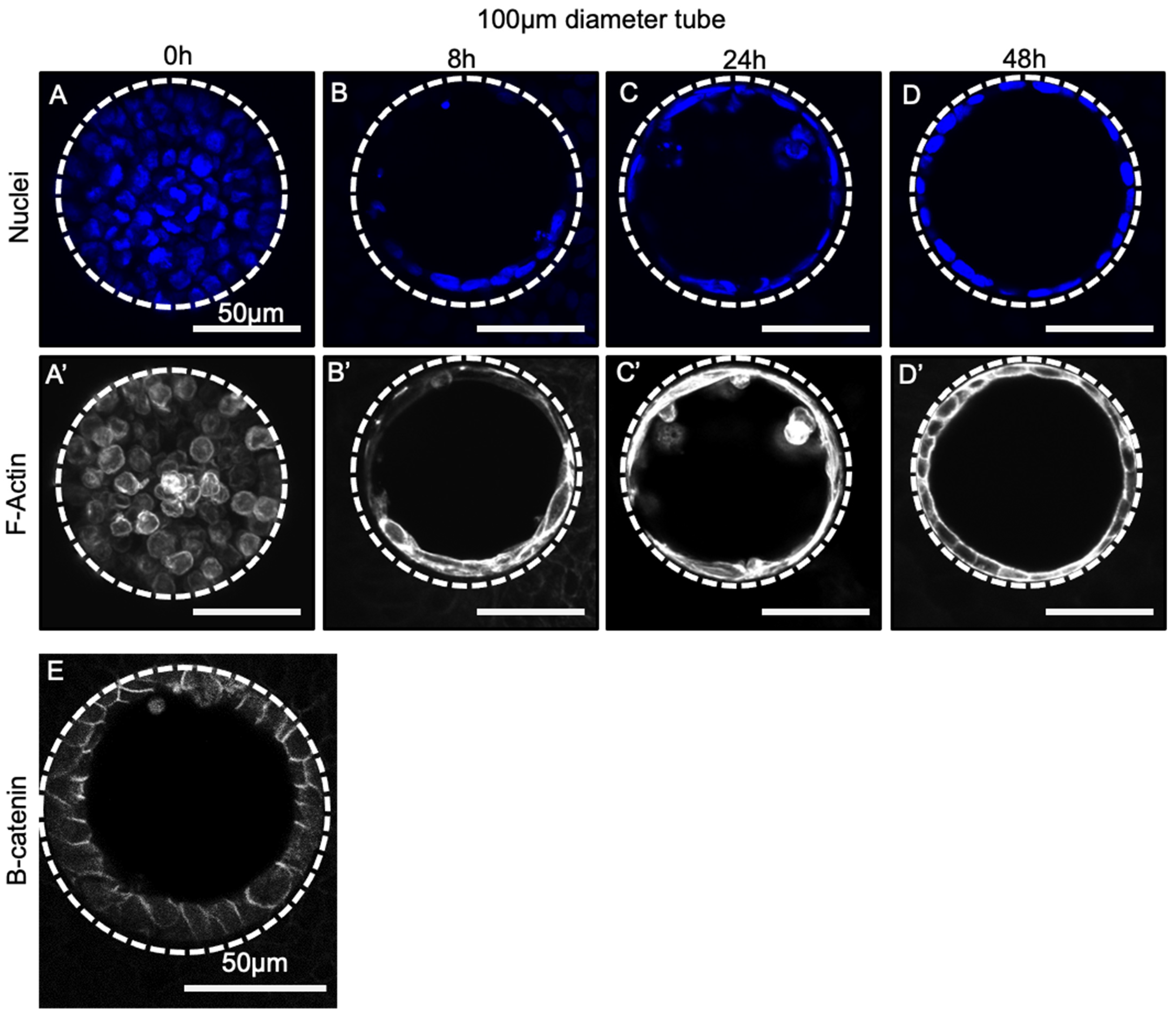 Bioengineering 08 00209 g004