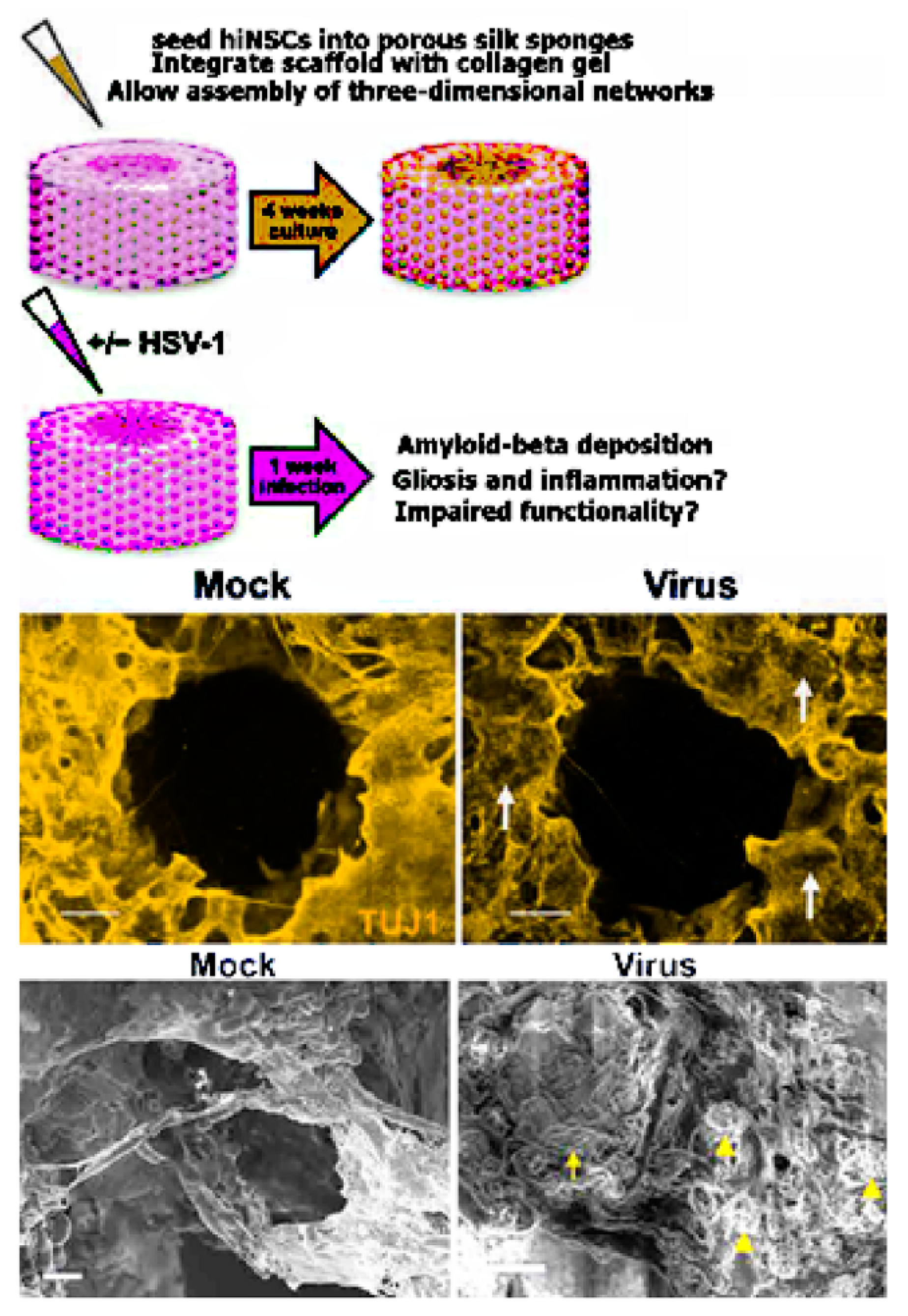 Bioengineering 08 00211 g004 550