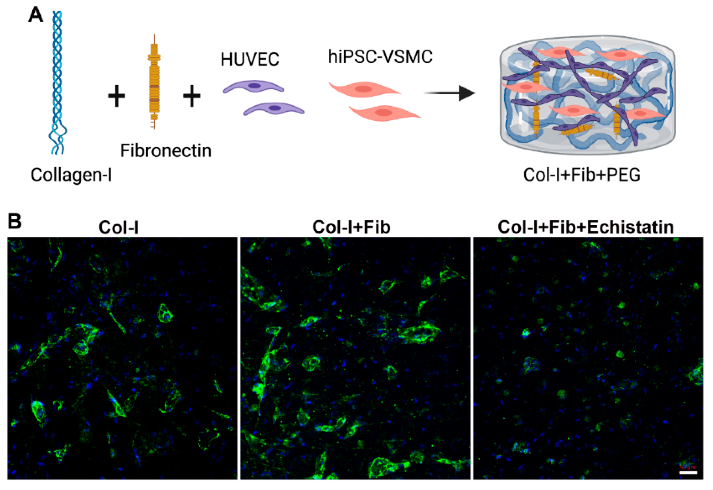 Bioengineering 08 00223 g003 550