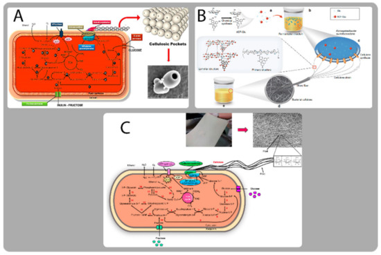 Membrane Technological Pathways and Inherent Structure of Membrane Technological Pathways and Inherent Structure of