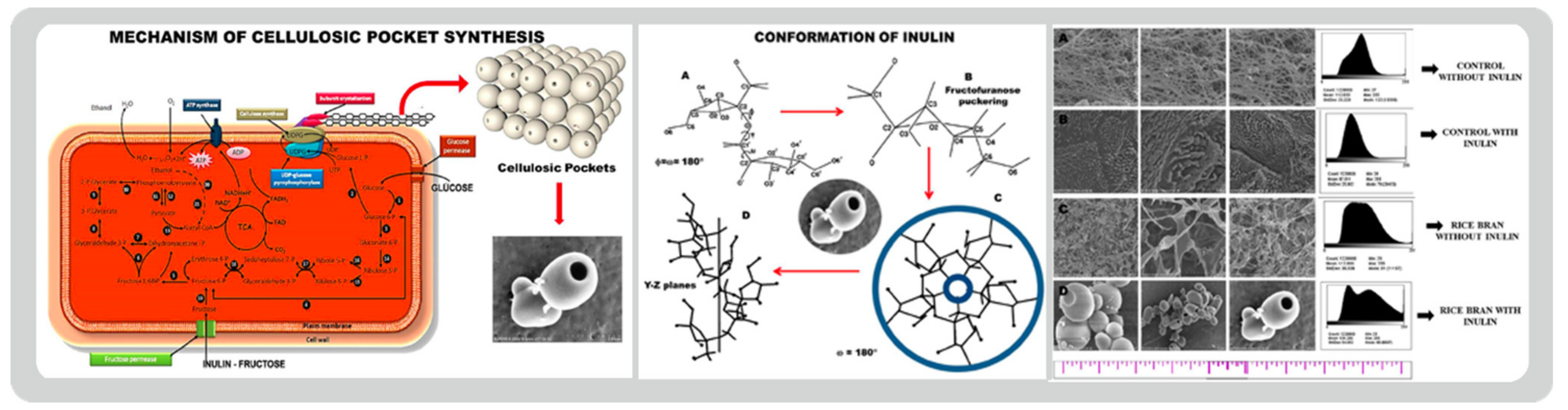 Bioengineering 09 00003 g009