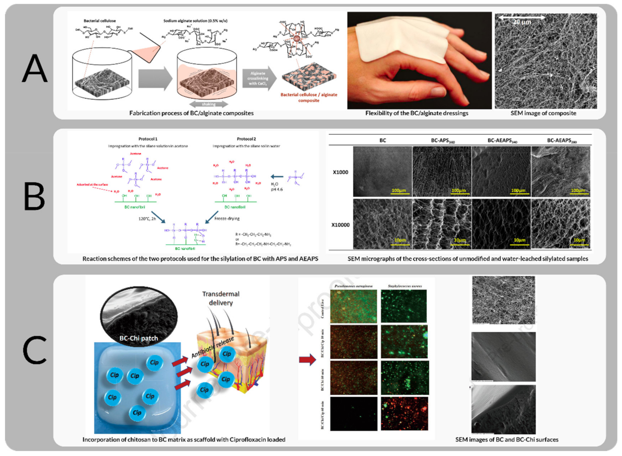 Bioengineering 09 00003 g011