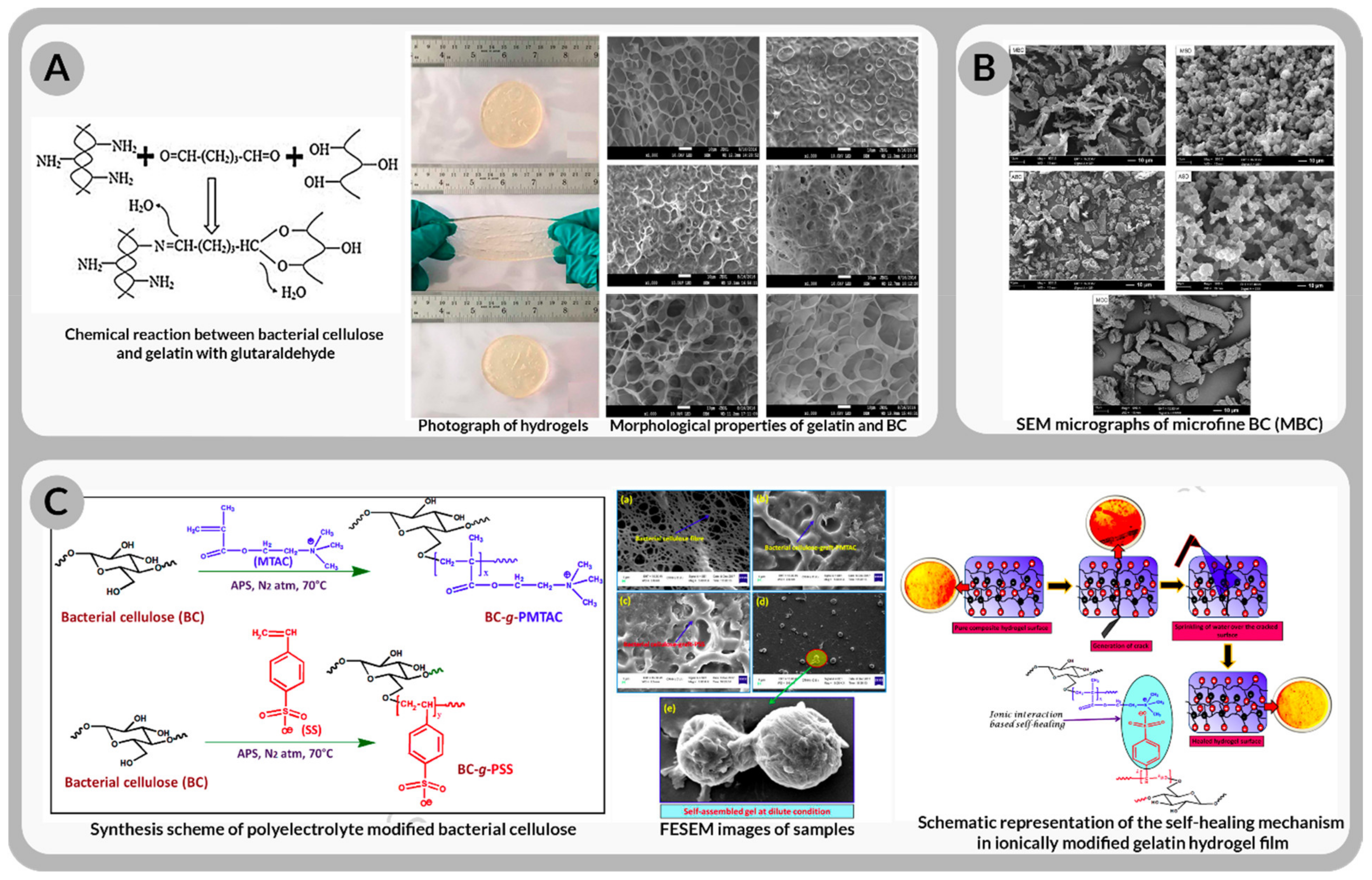 Bioengineering 09 00003 g012