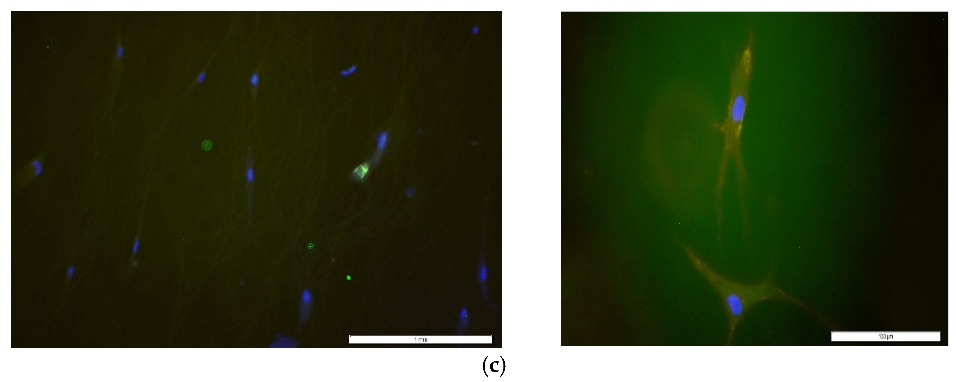 Bioengineering 09 00019 g009b