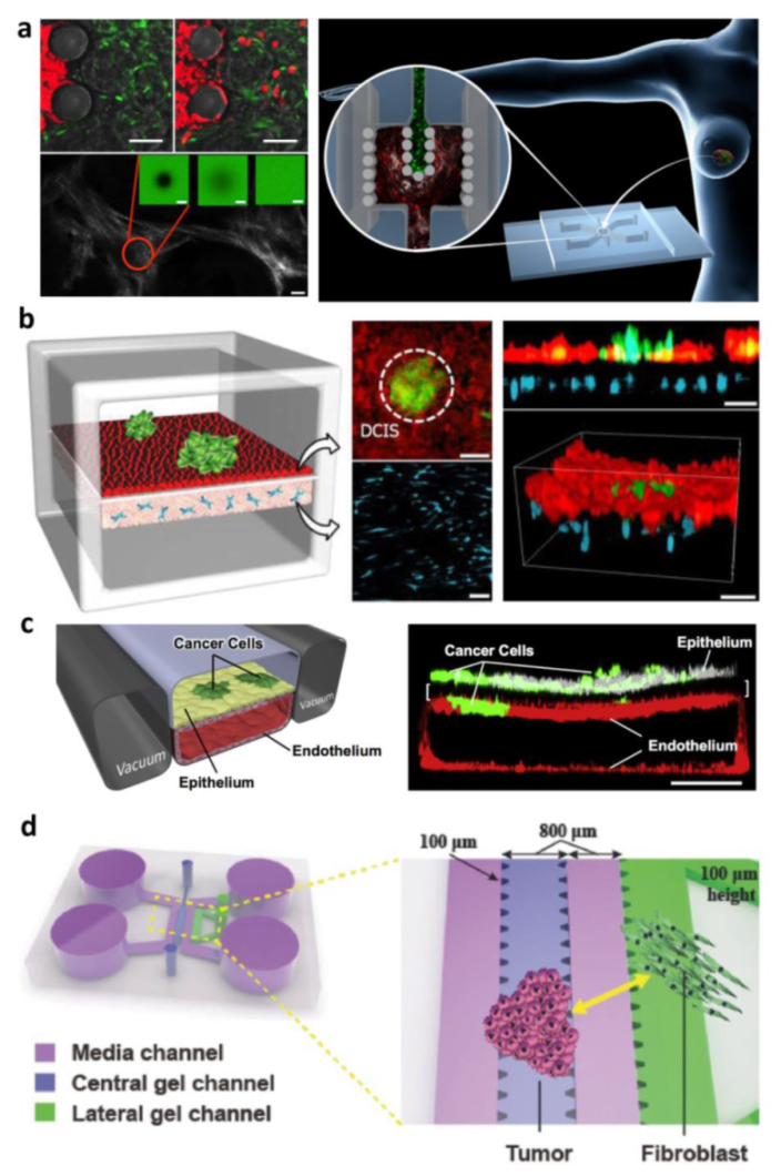 Bioengineering 09 00028 g003 550