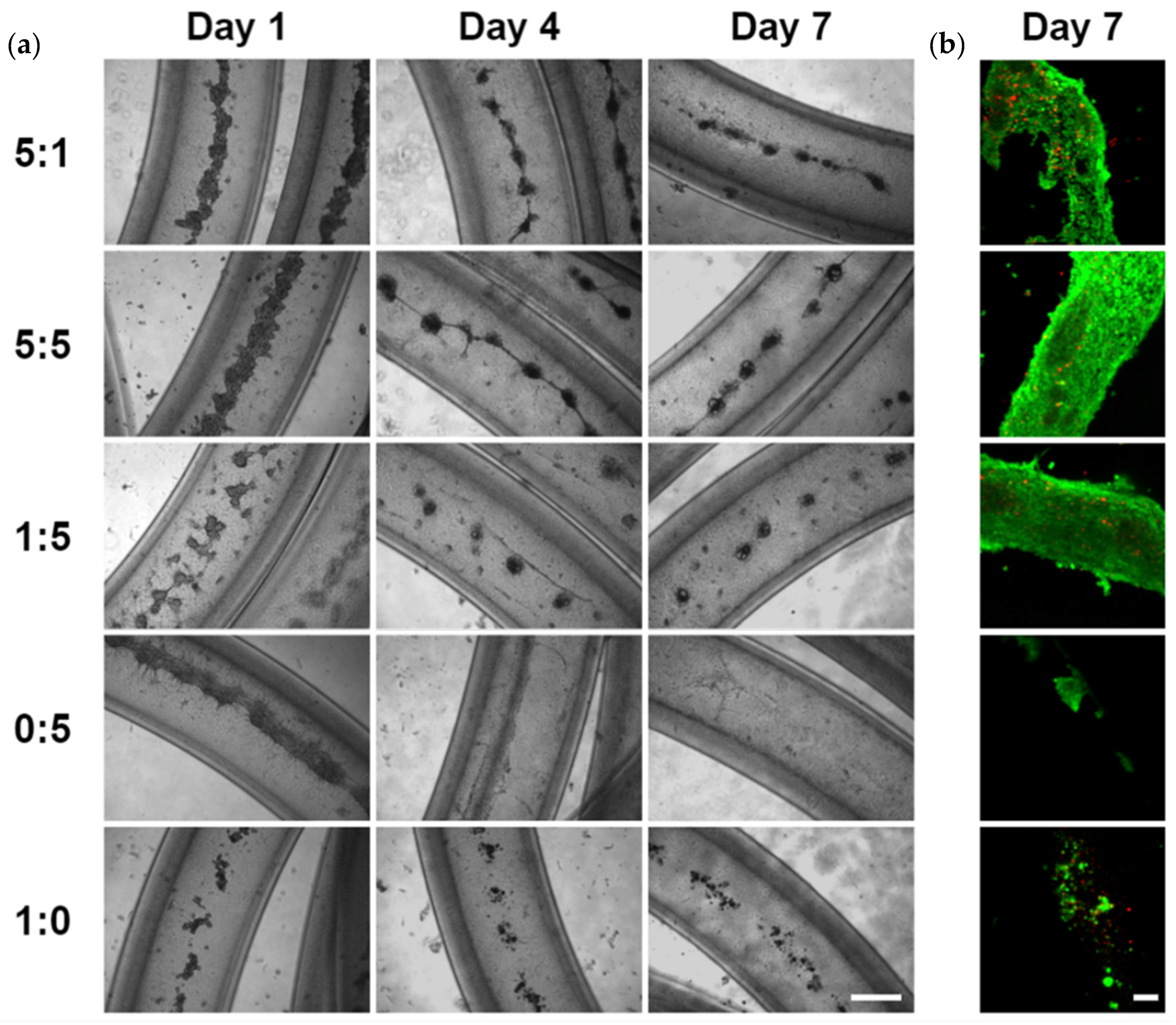 Bioengineering 09 00038 g002 Bioengineering 09 00038 g002