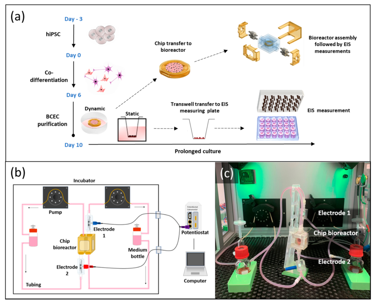 Bioengineering 09 00039 g004 550