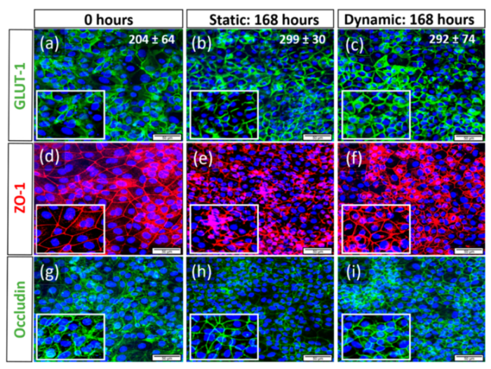 Bioengineering 09 00039 g007 550