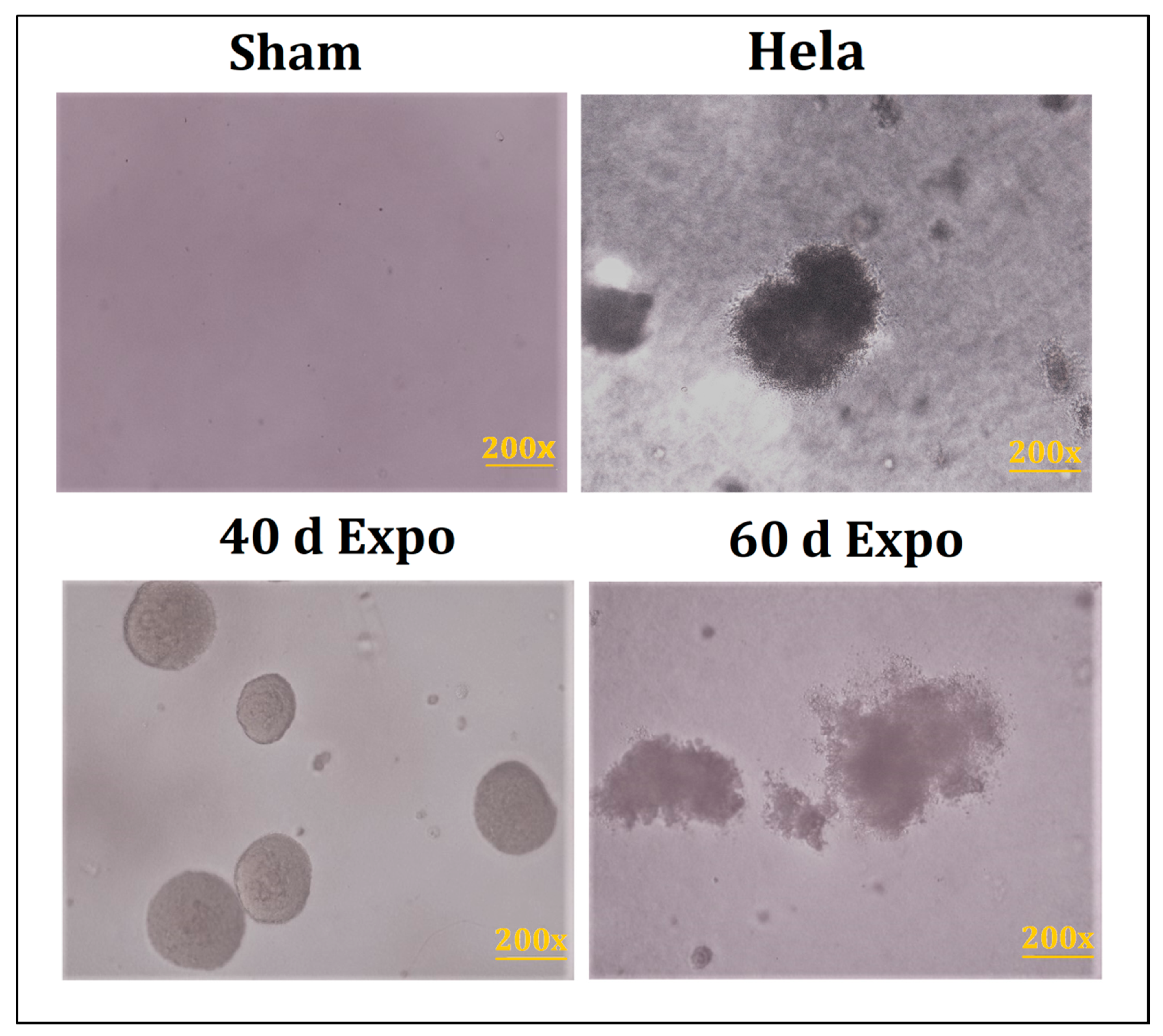 Bioengineering 09 00043 g005