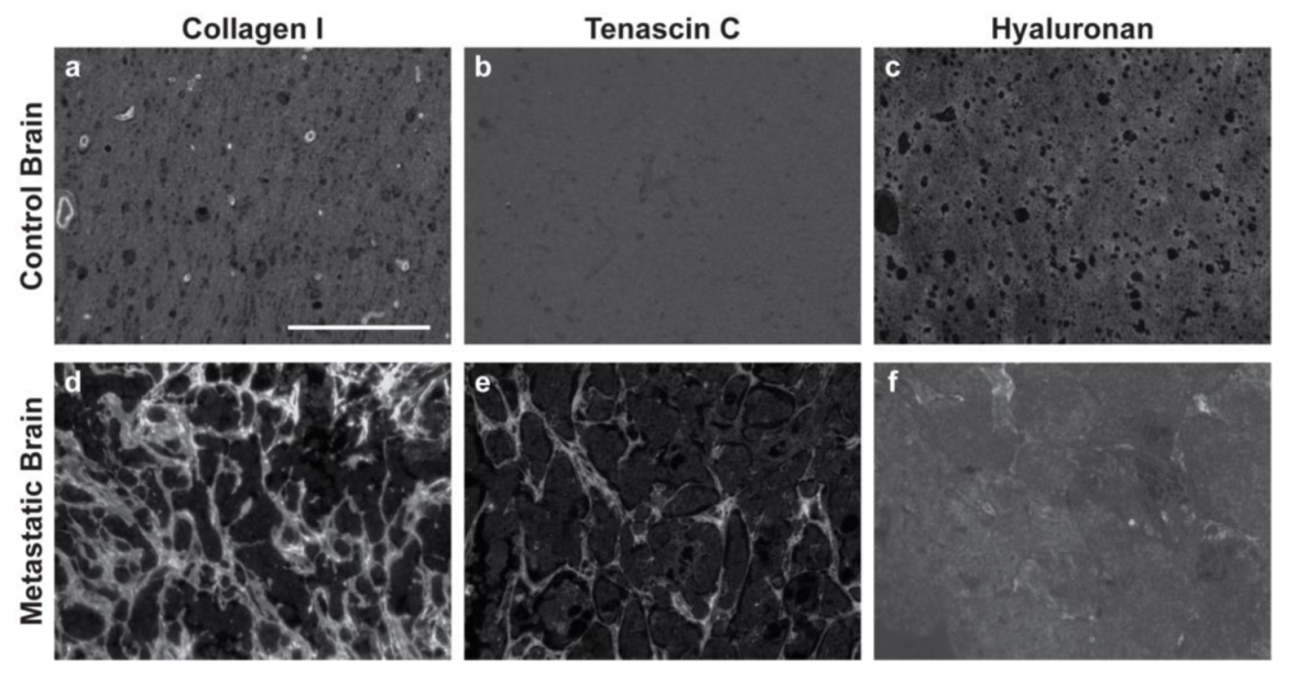 Bioengineering 09 00044 g003 Bioengineering 09 00044 g003
