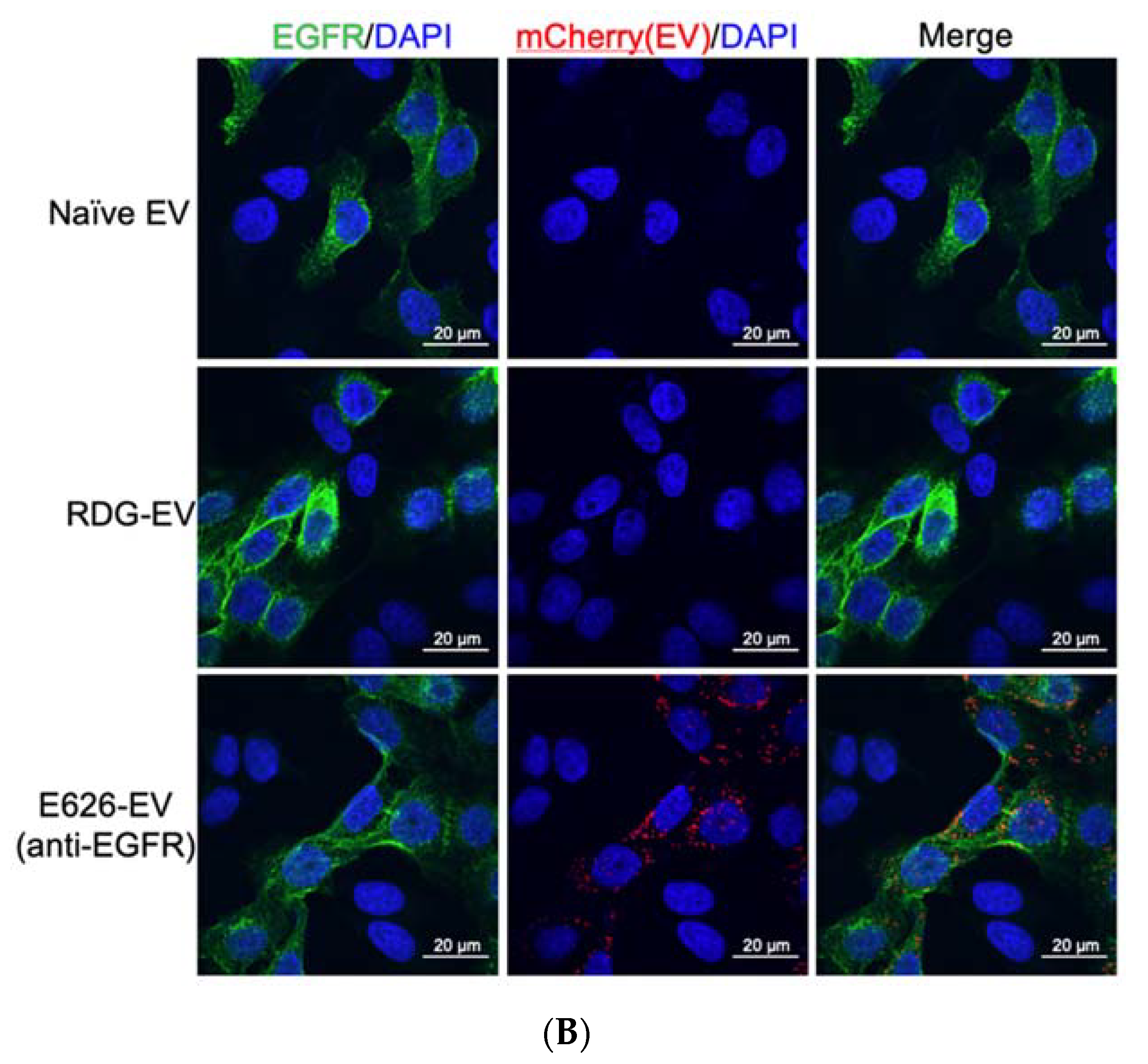 Bioengineering 09 00056 g003b