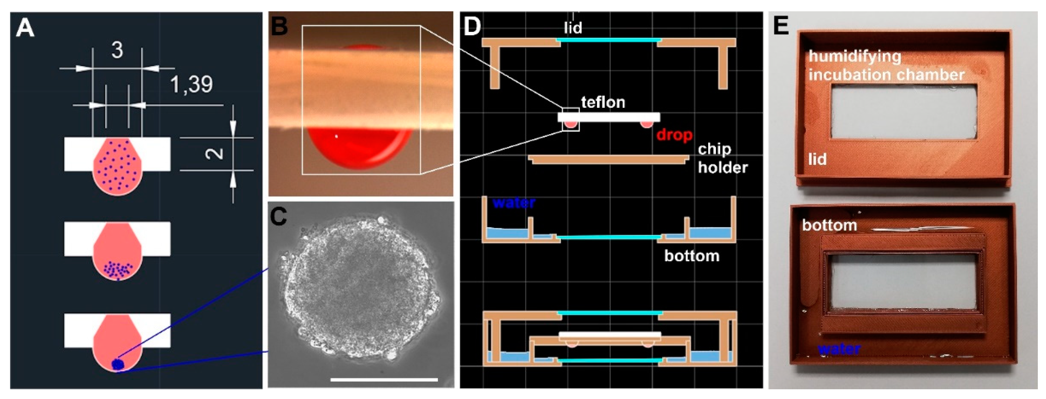 Bioengineering 09 00060 g001