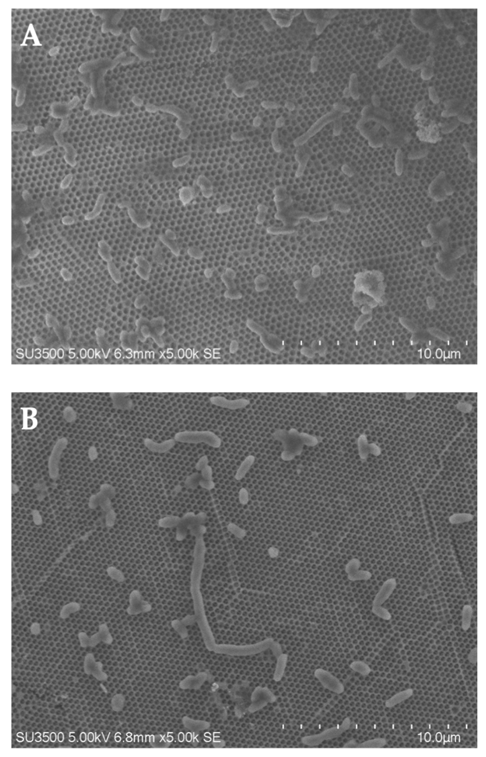 Bioengineering 09 00061 g004 550