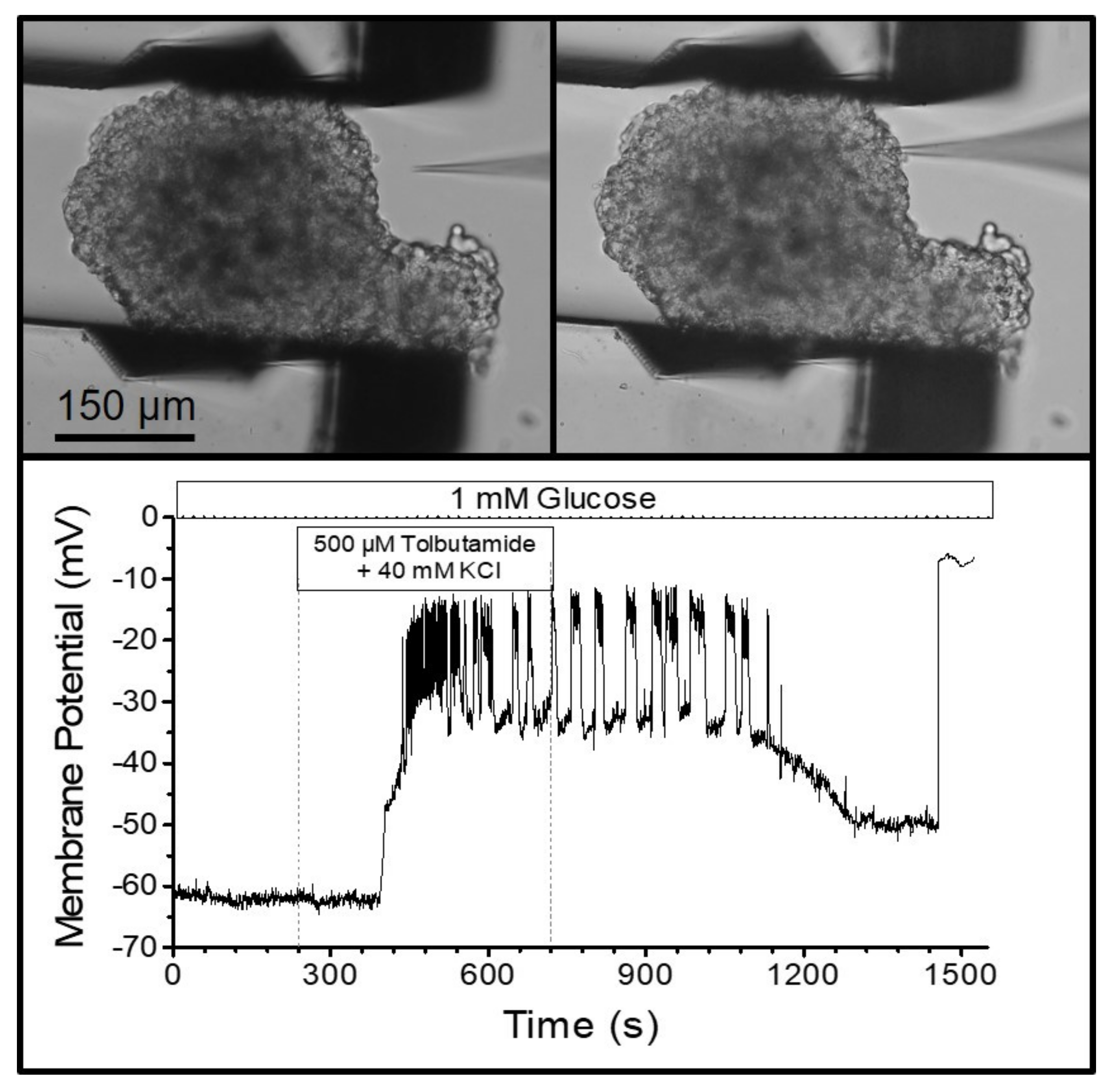 Bioengineering 09 00067 g005 550