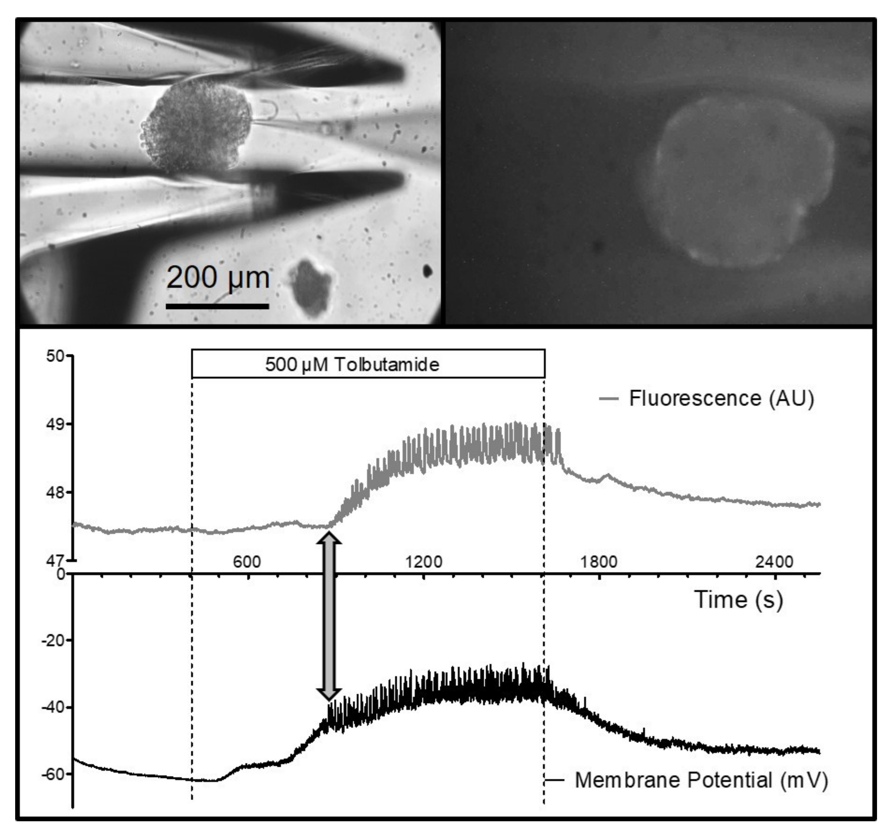 Bioengineering 09 00067 g006 550