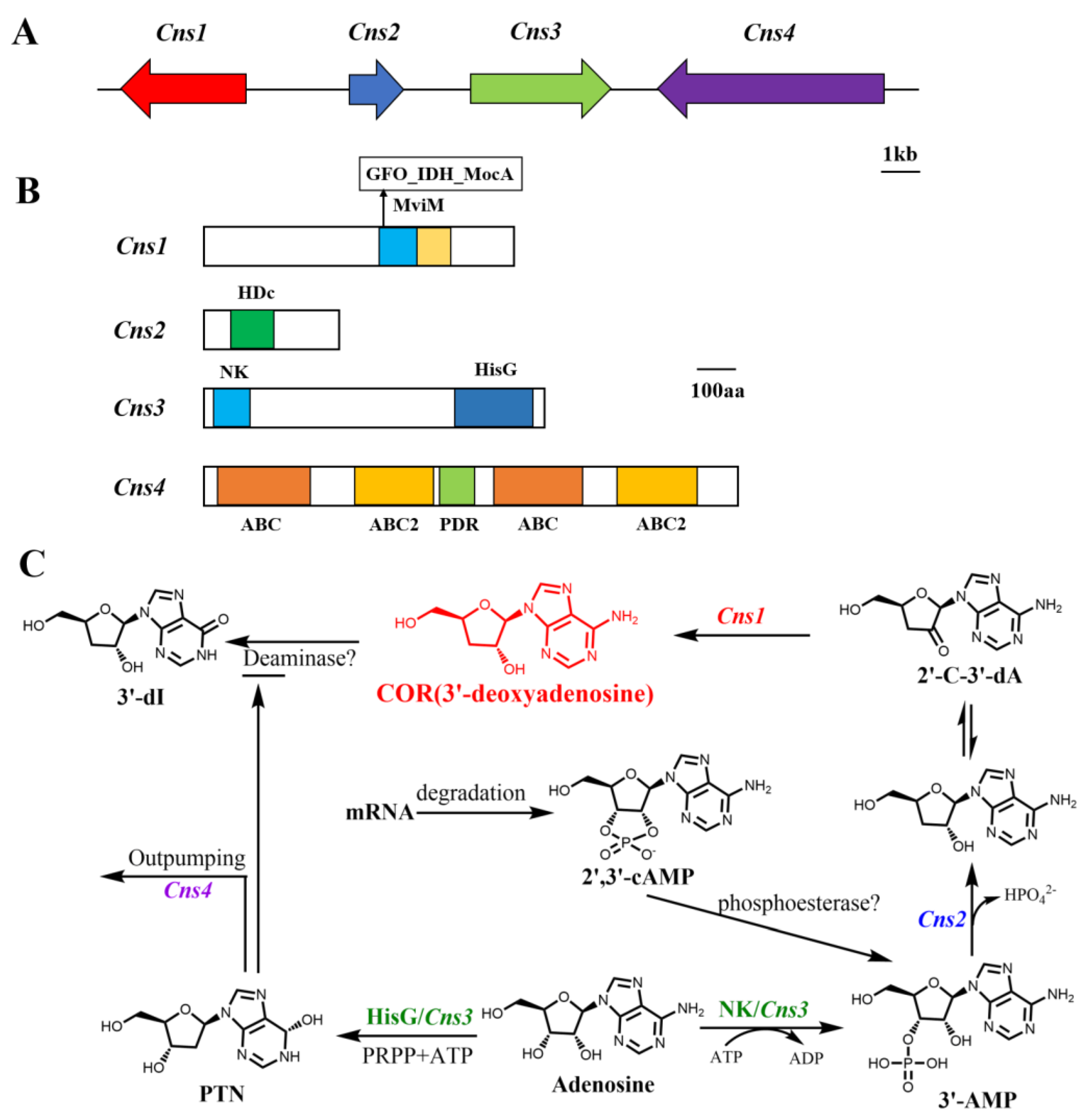 abc Research Progress on Cordycepin Synthesis and Methods for