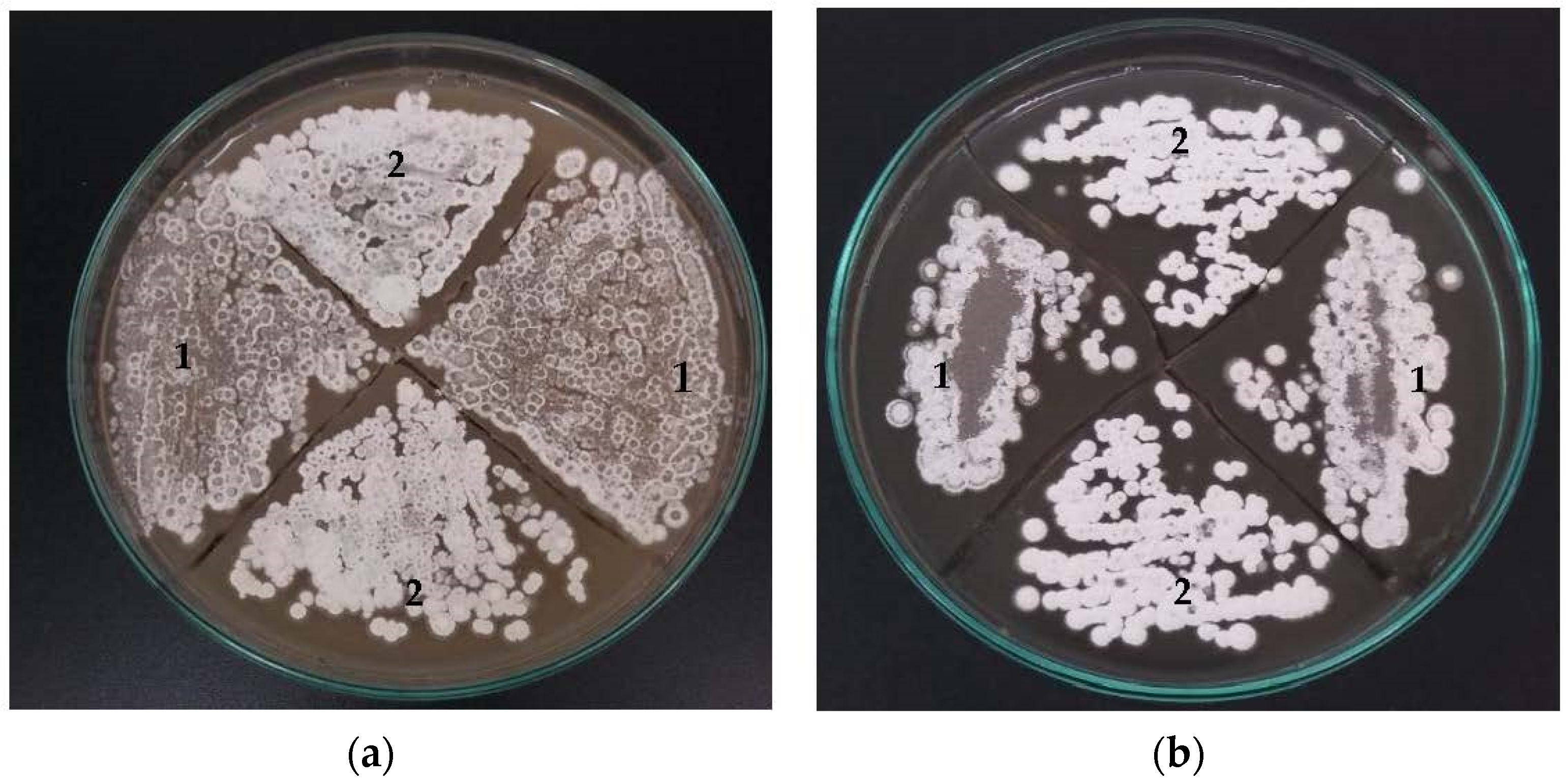 Bioengineering 09 00078 g002