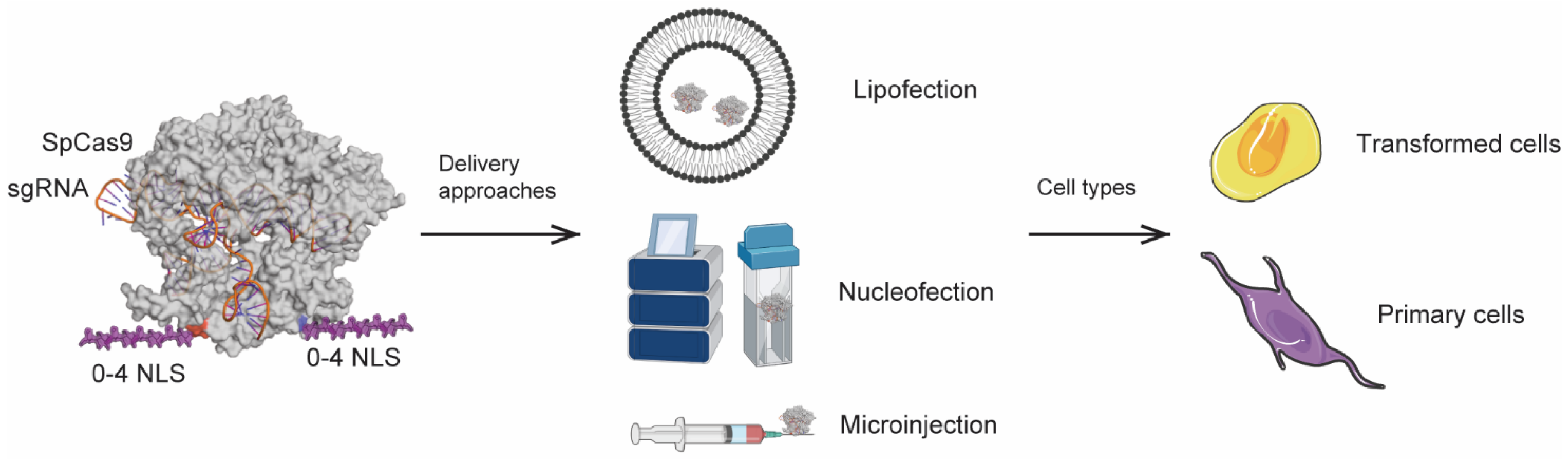Bioengineering 09 00083 g001 550