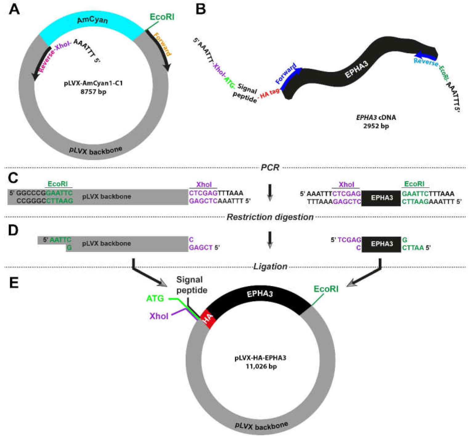 Bioengineering 09 00091 g003 550