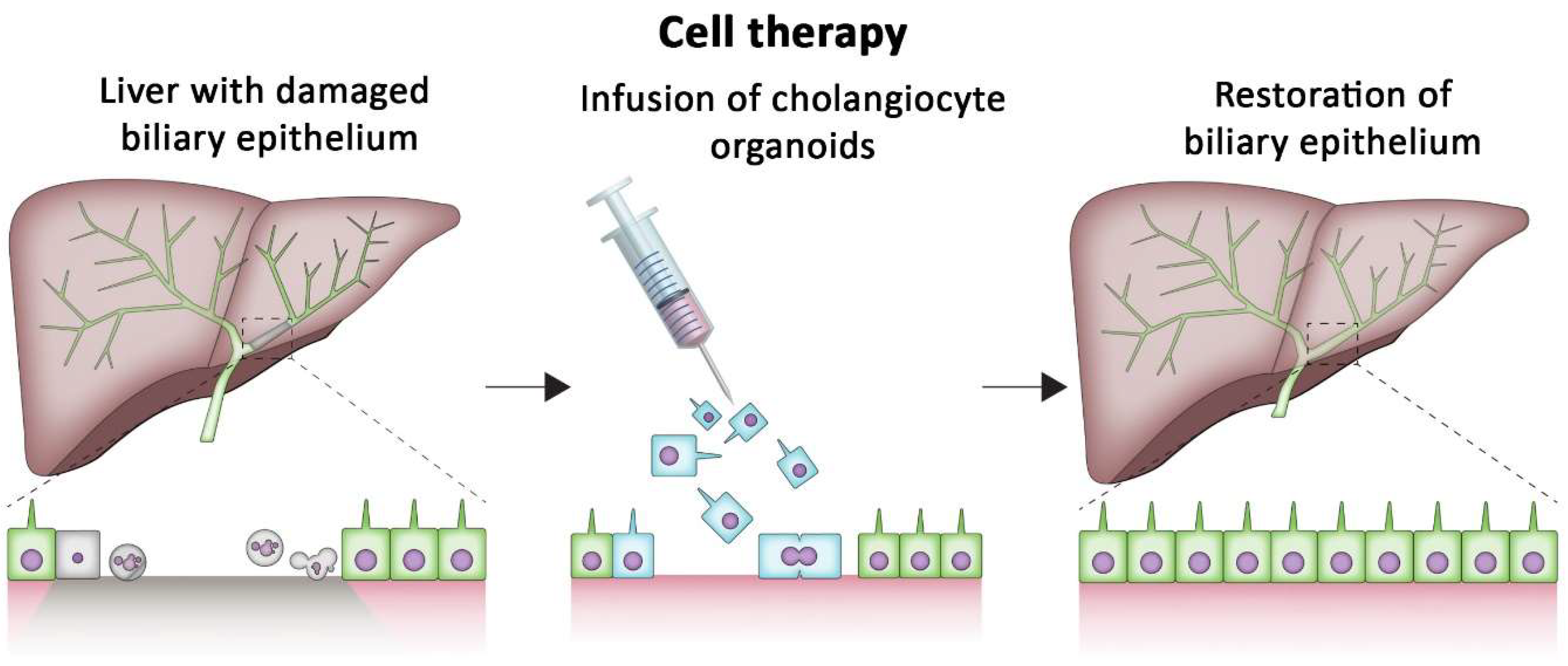 bioengineering-09-00110-g002.png