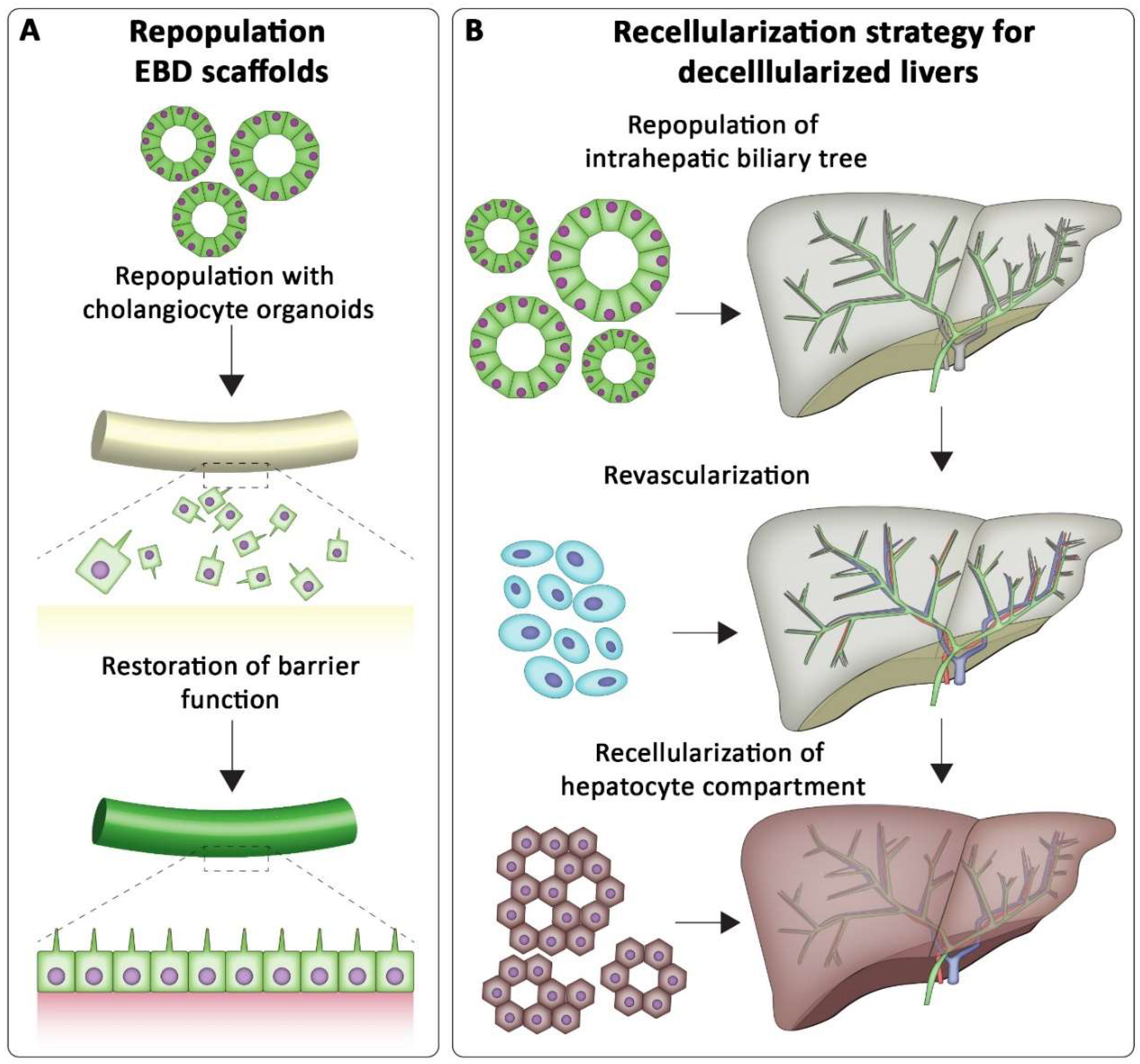 Bioengineering 09 00110 g004