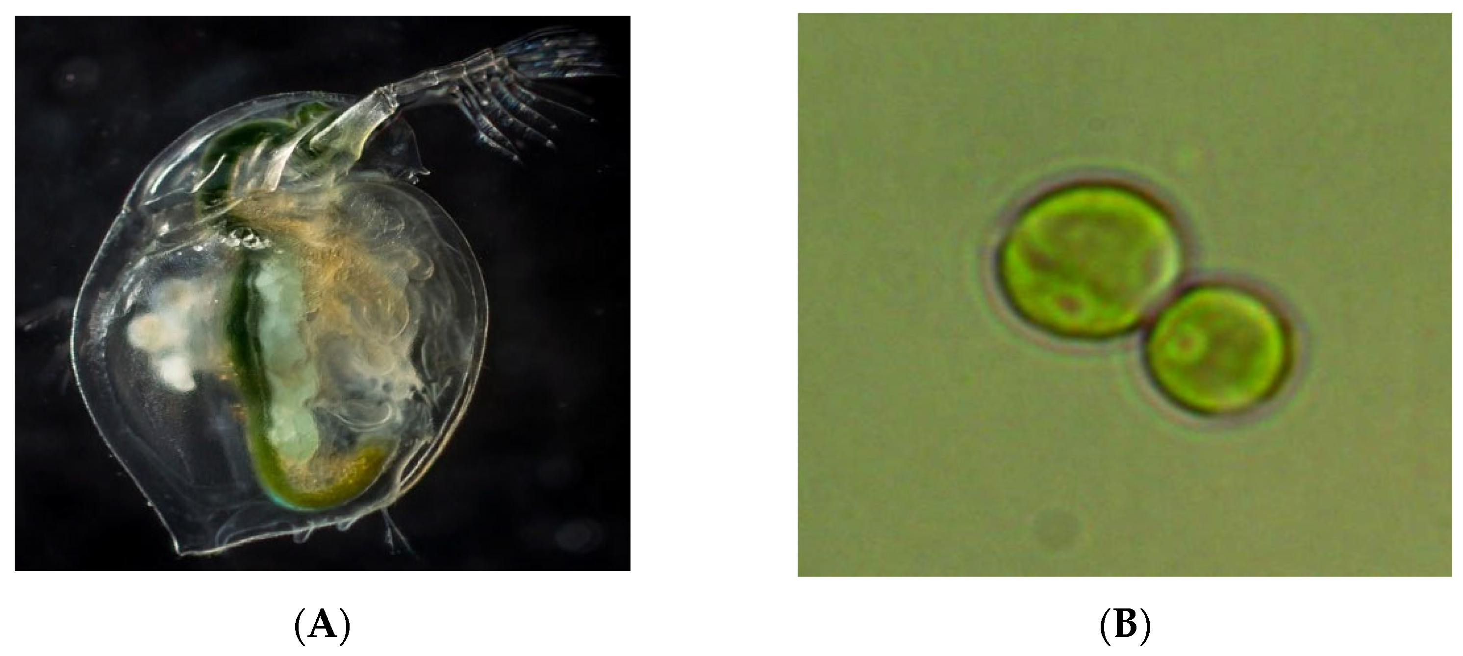 Bioengineering 09 00113 g001 550