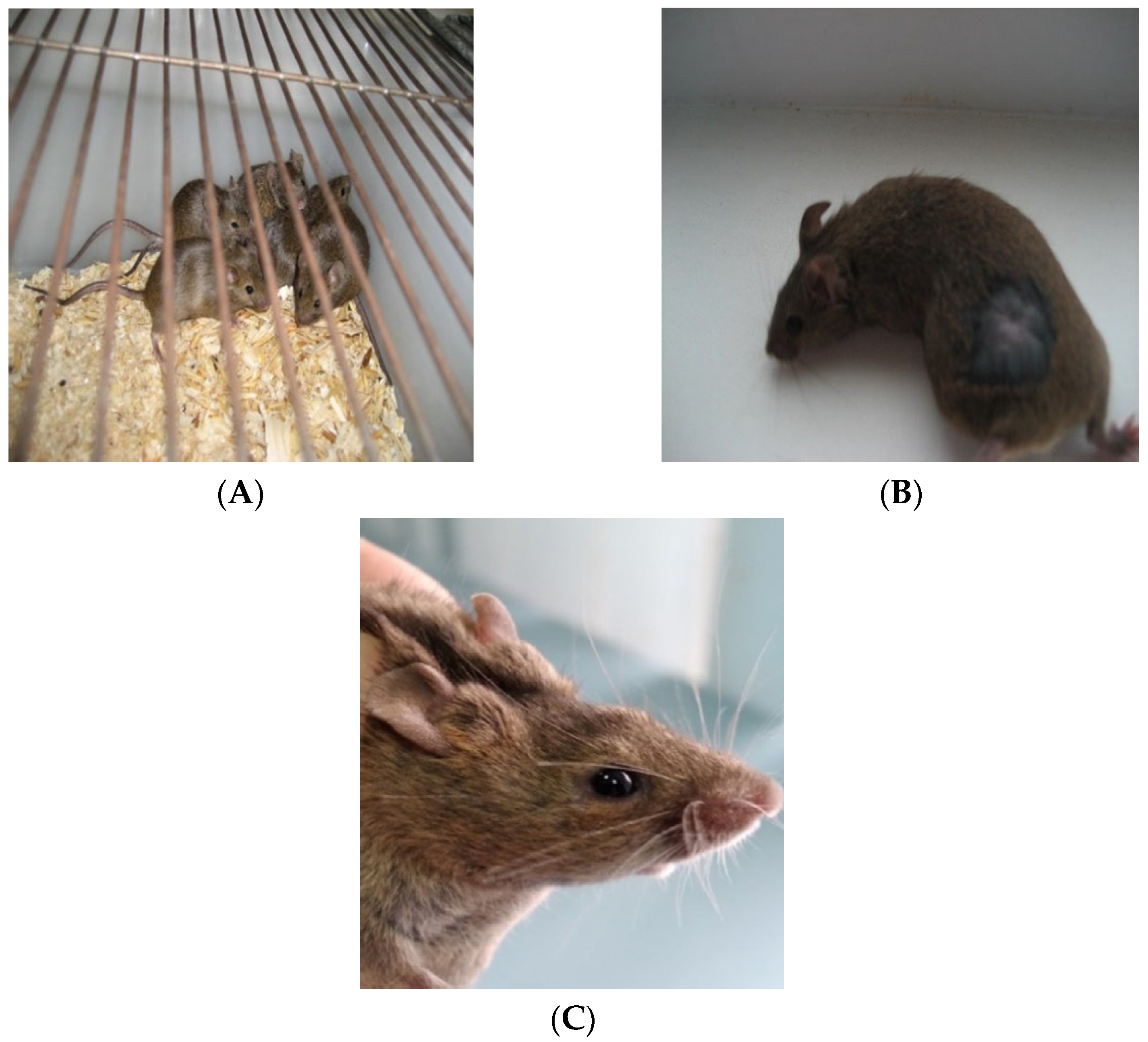 Bioengineering 09 00113 g003 550