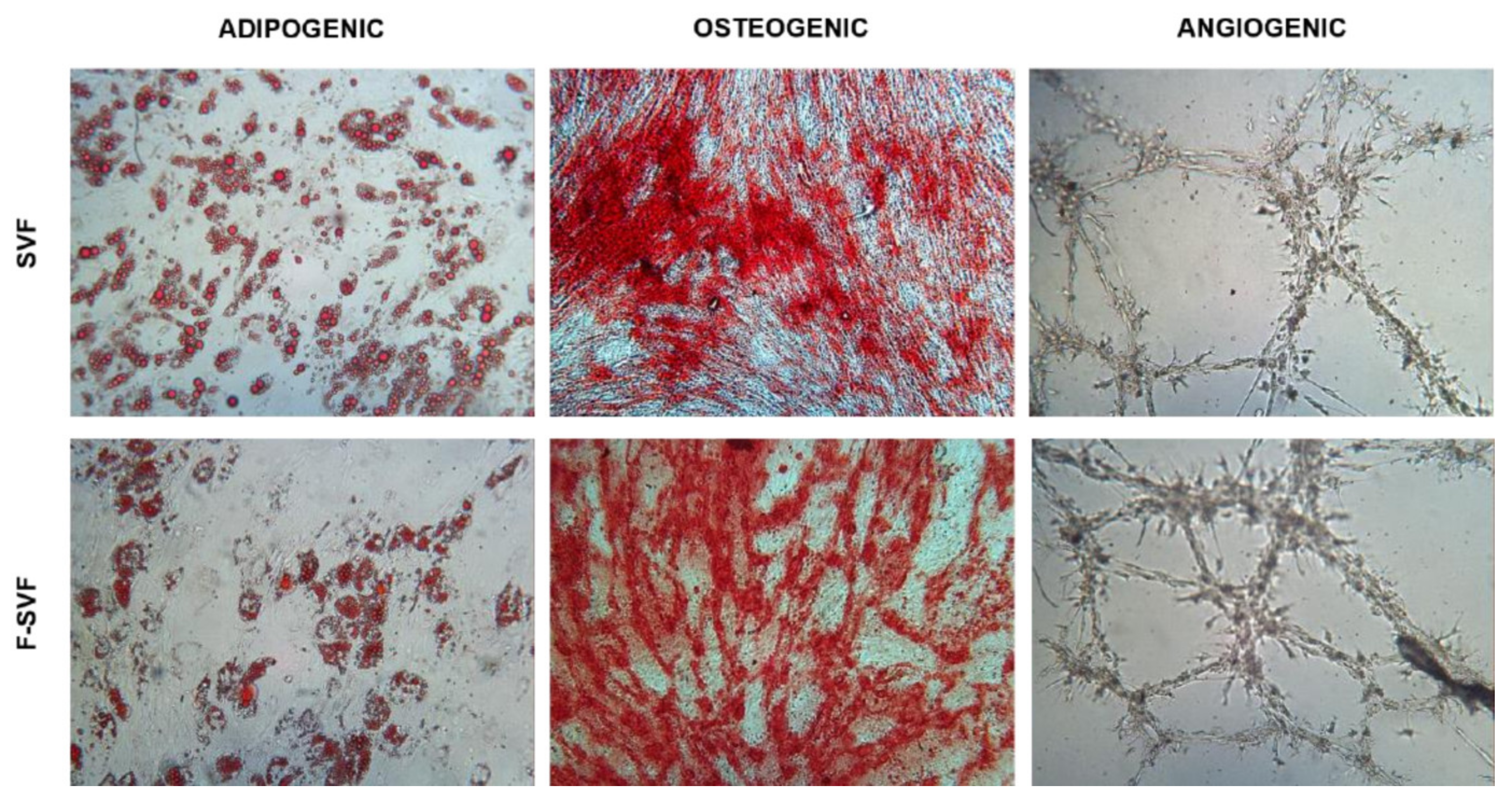 Bioengineering 09 00142 g006 550
