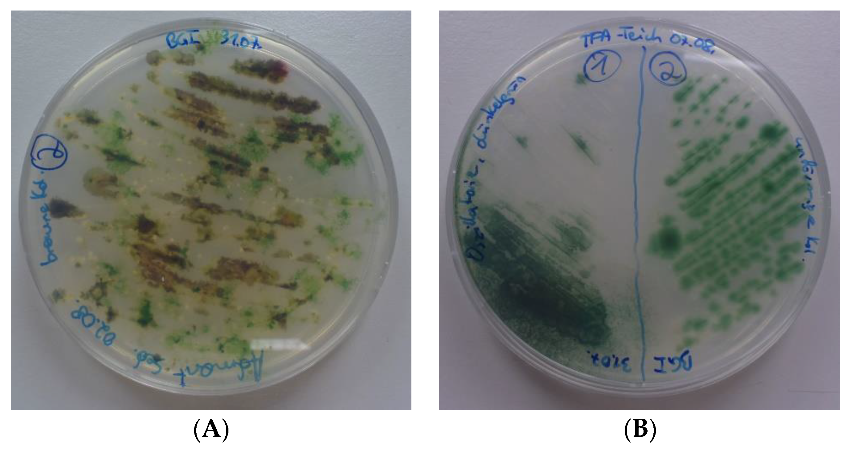 Bioengineering 09 00178 g004 550