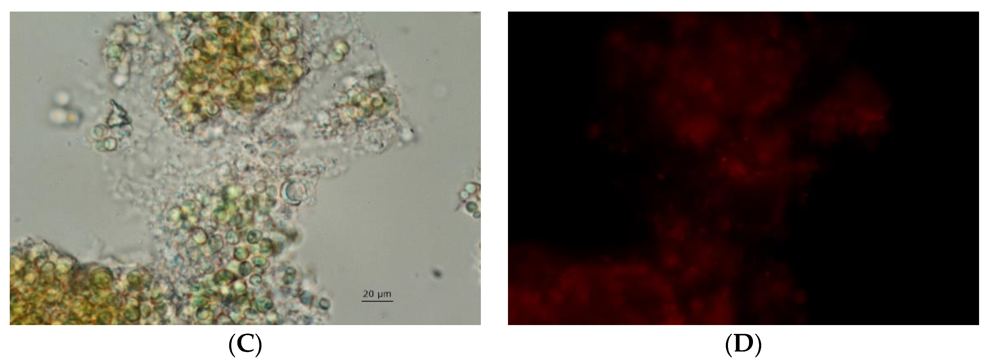 Bioengineering 09 00178 g005b 550