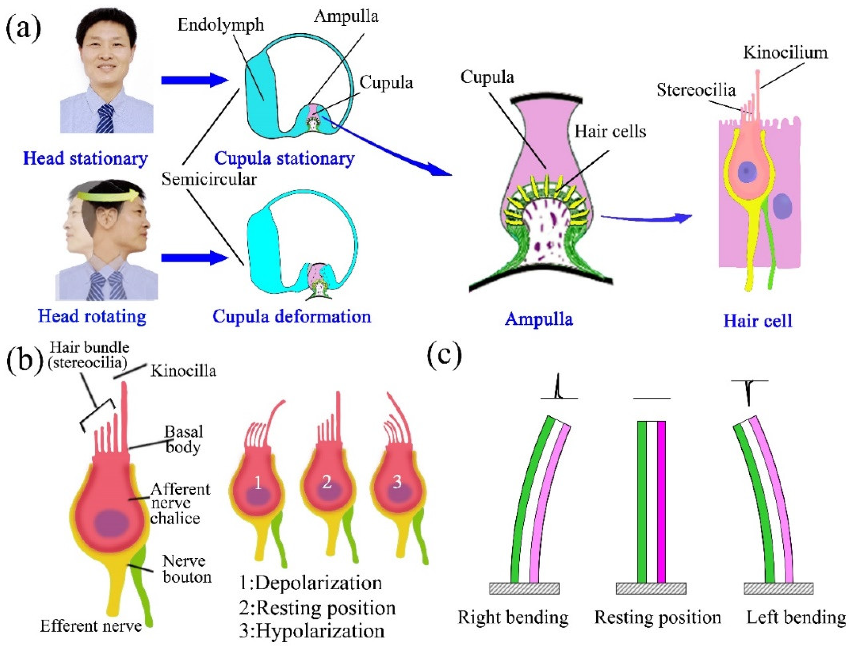 Bioengineering Free FullText Development of Bionic Semicircular