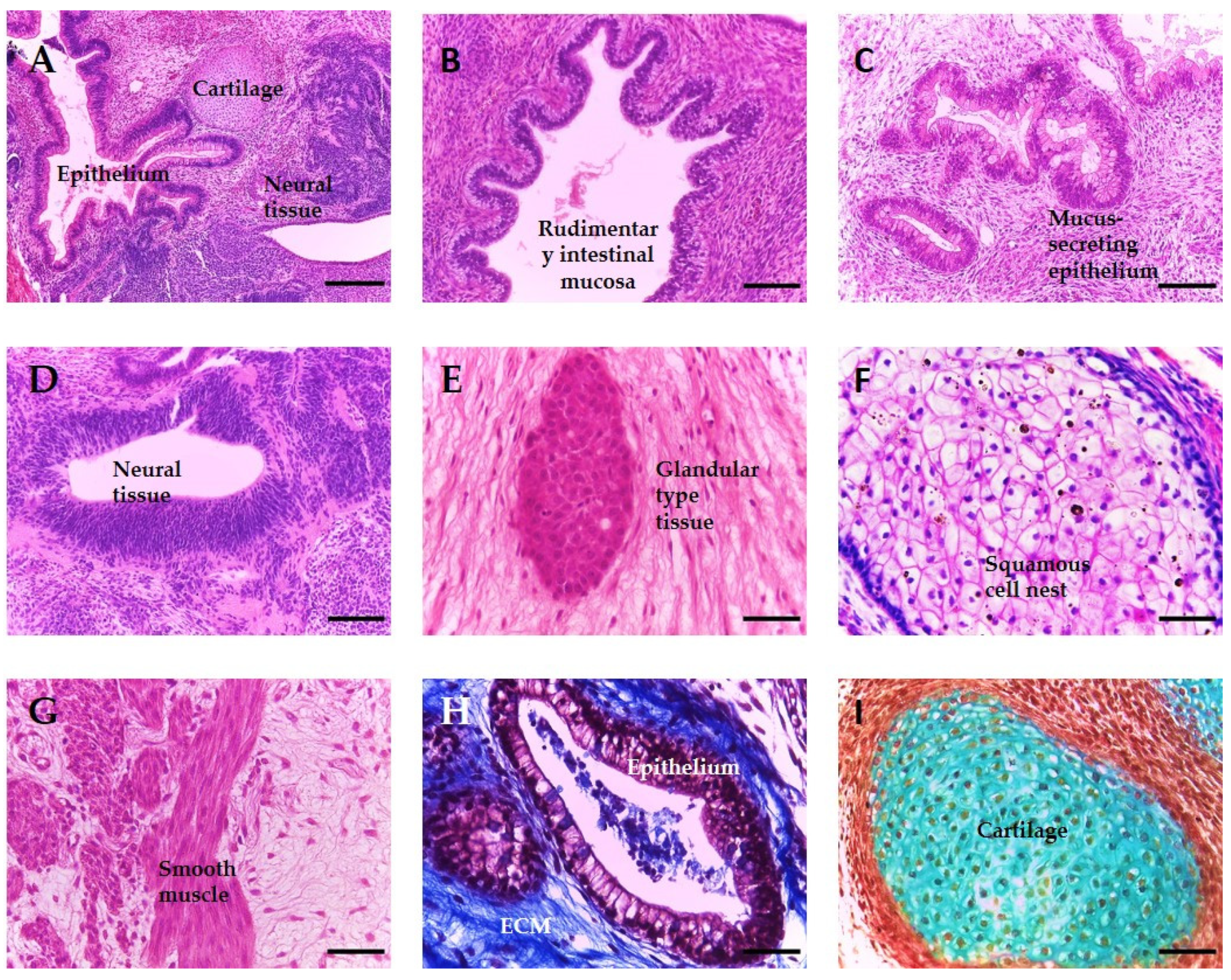 Bioengineering 09 00185 g001