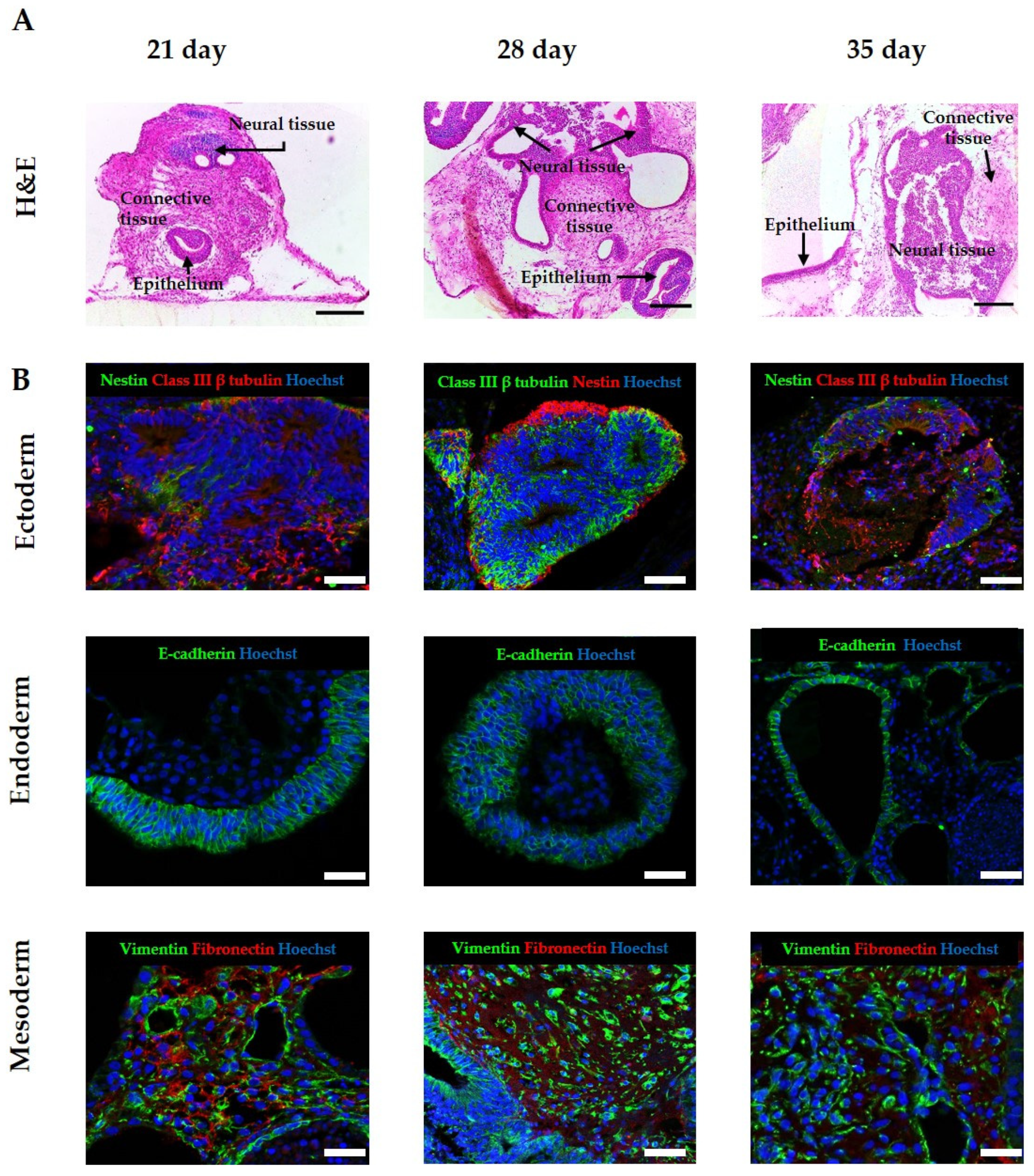 Bioengineering 09 00185 g003