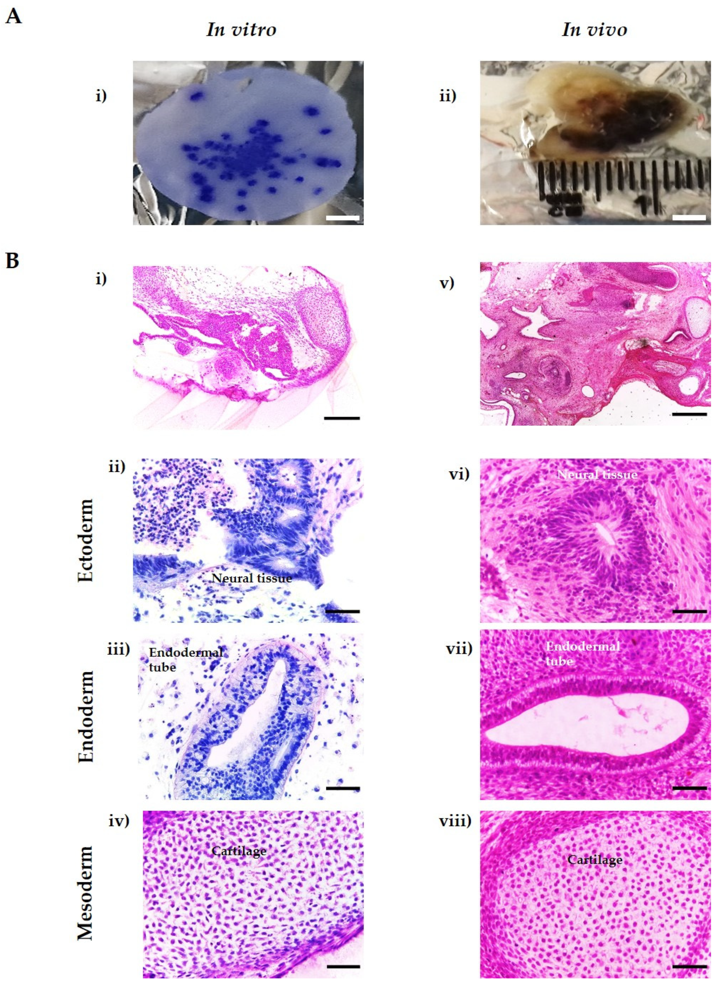 Bioengineering 09 00185 g005