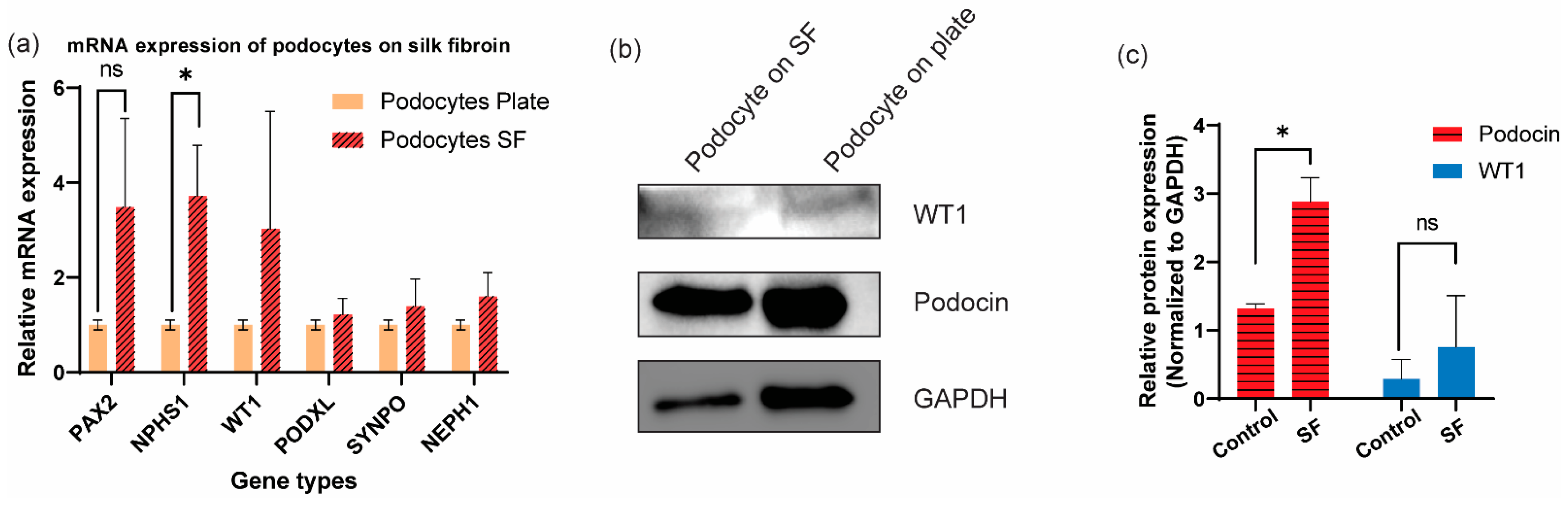 Bioengineering 09 00188 g005