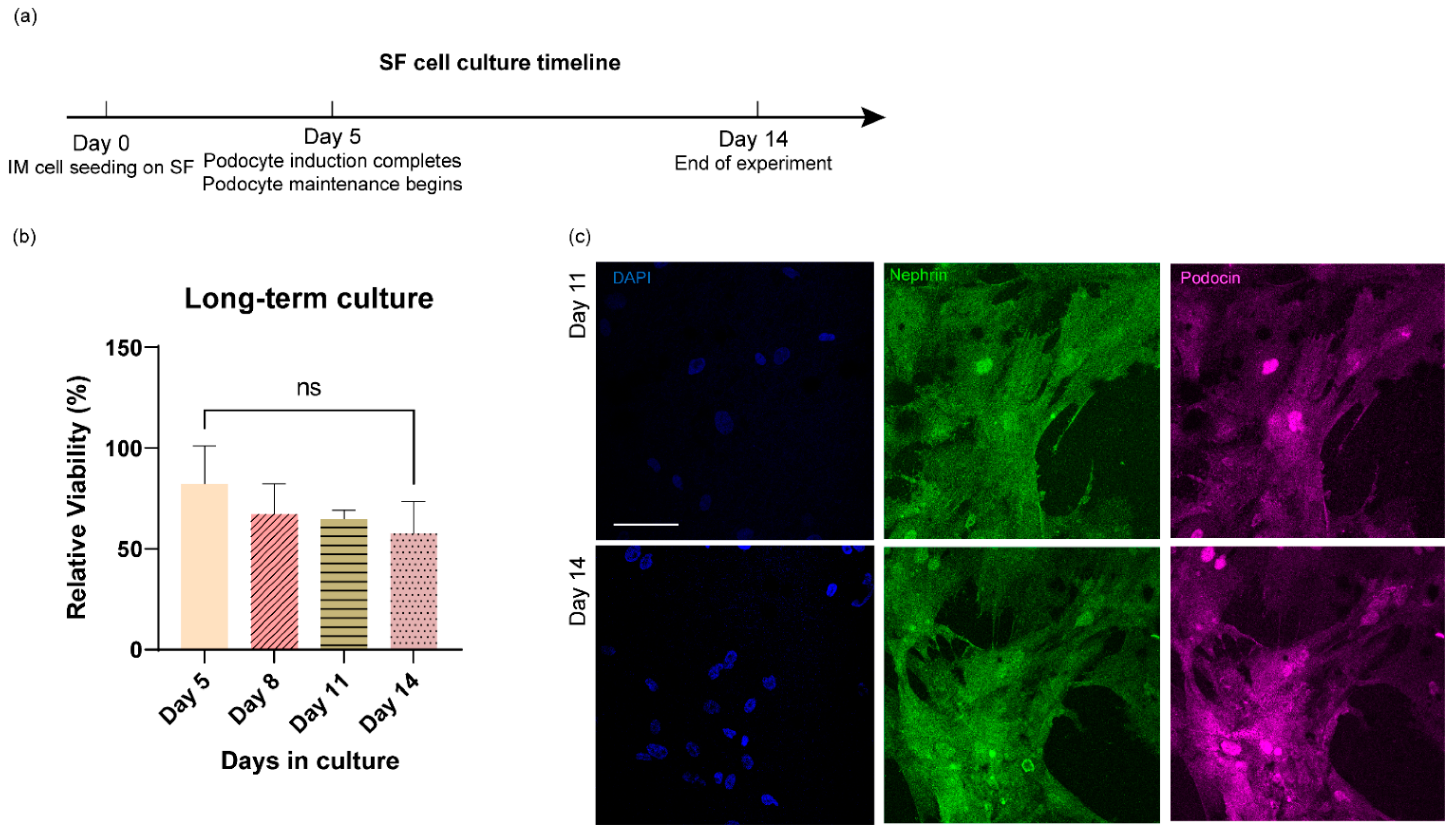 Bioengineering 09 00188 g006