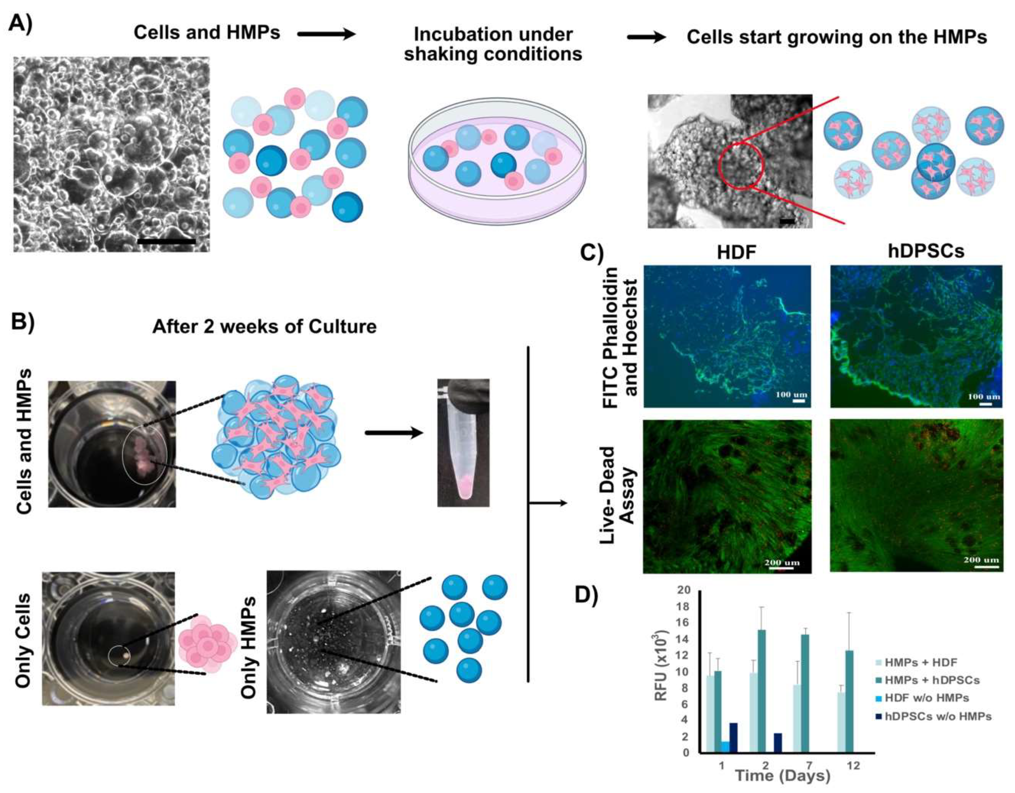 Bioengineering 09 00215 g003 550