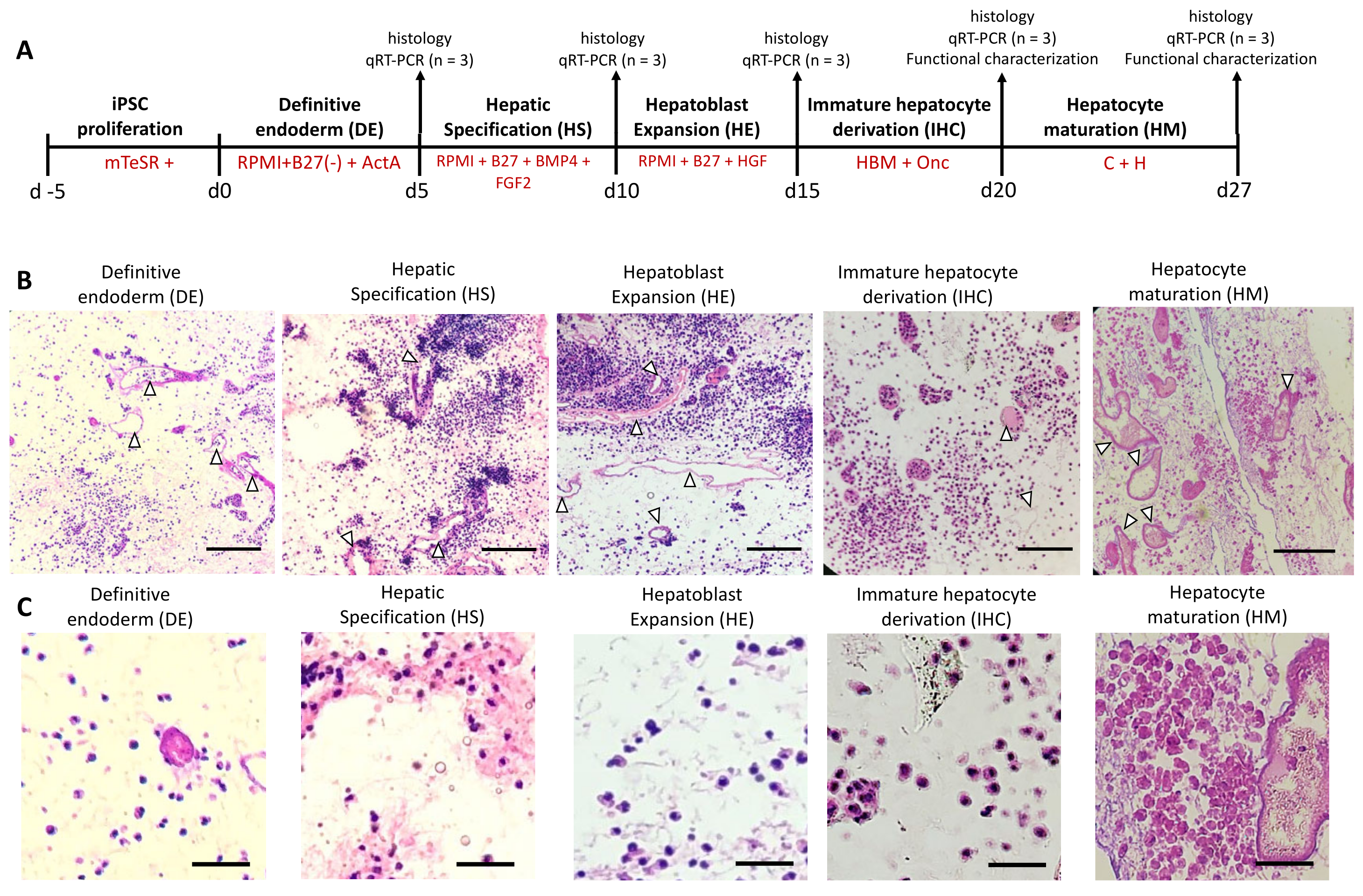 Bioengineering 09 00219 g001 550
